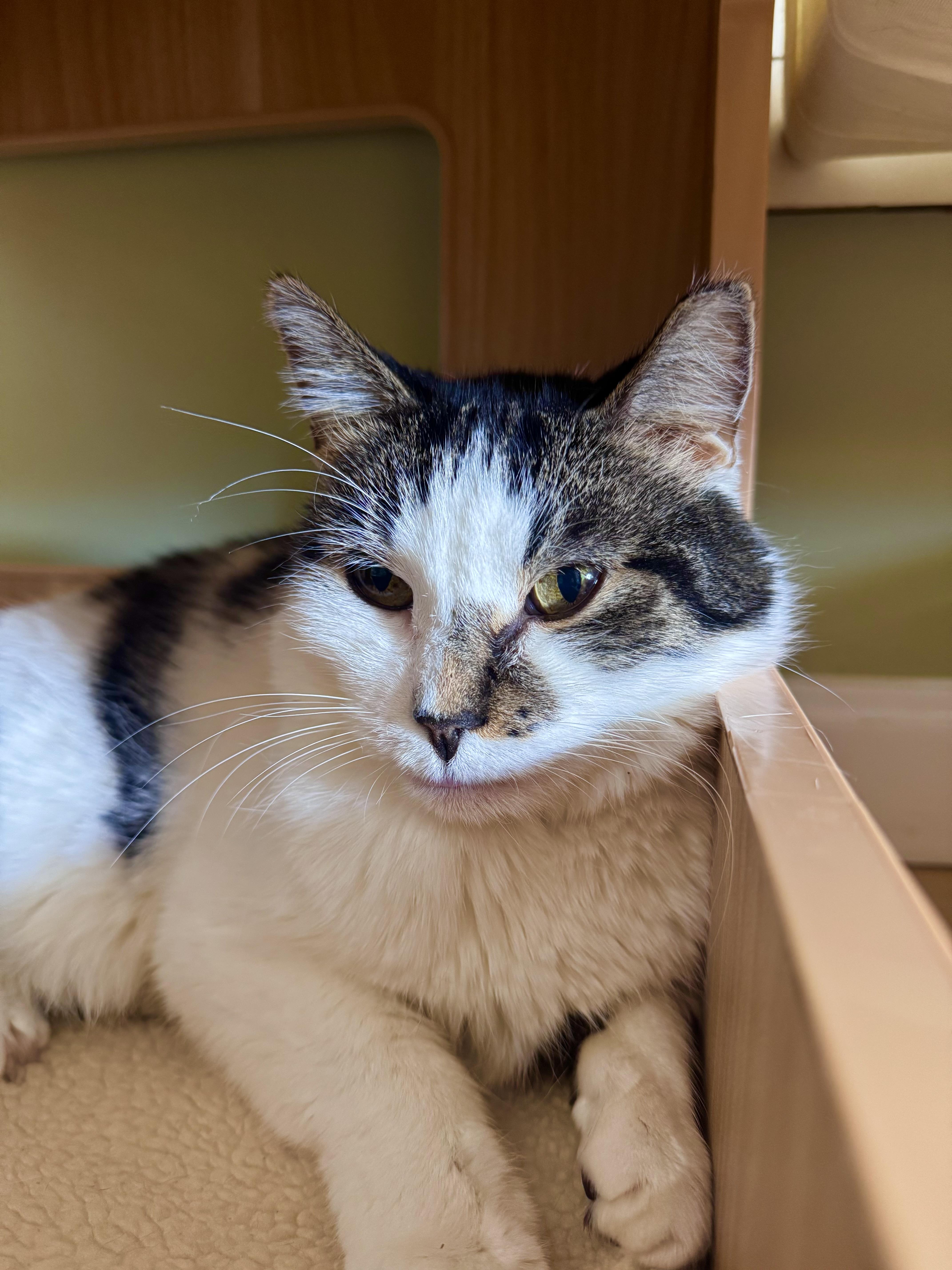 Enlarge Ghost, a ADOPTABLE Domestic Short Hair in Ramsey, NJ image 4/6