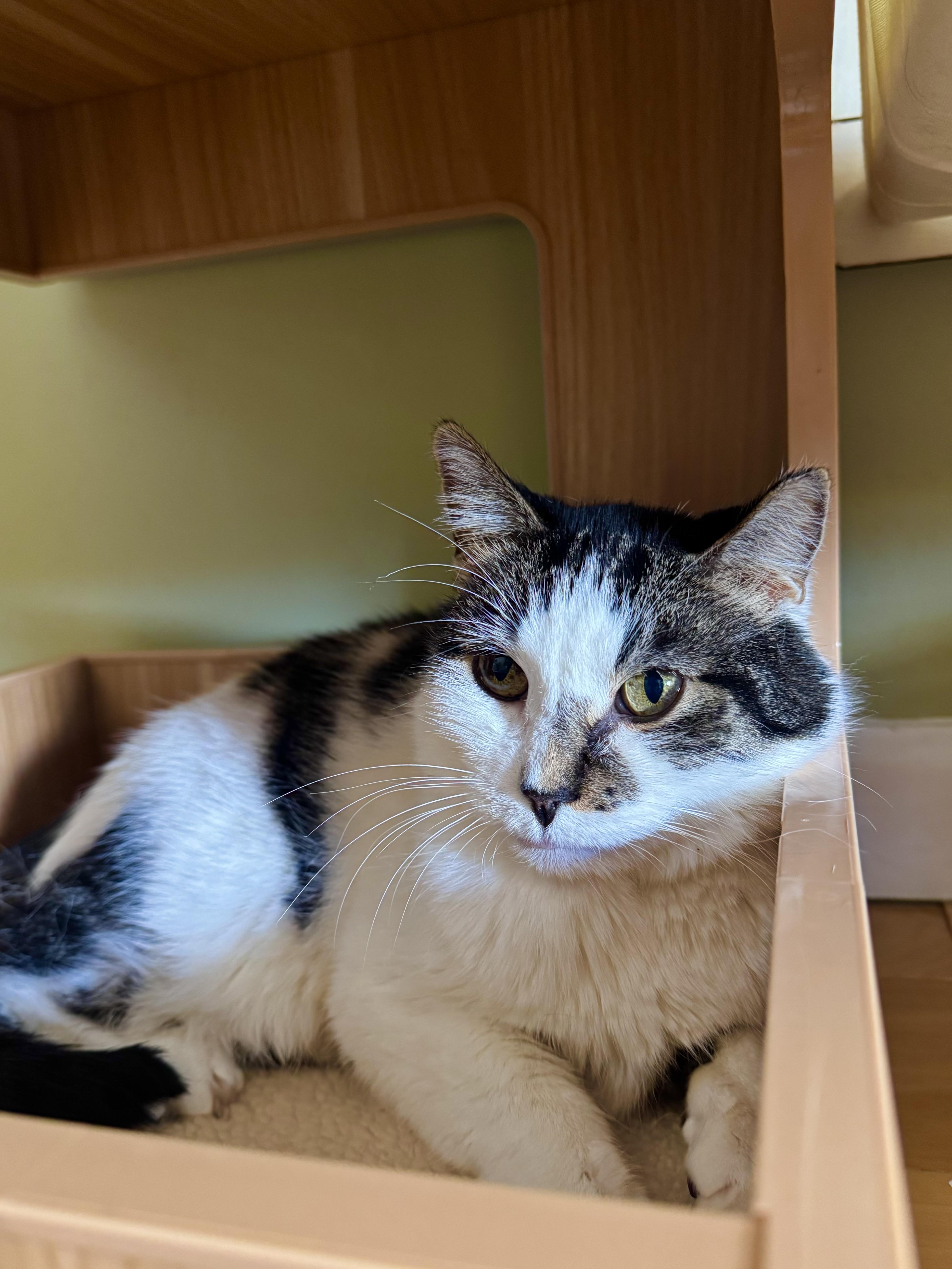 Enlarge Ghost, a ADOPTABLE Domestic Short Hair in Ramsey, NJ image 5/6