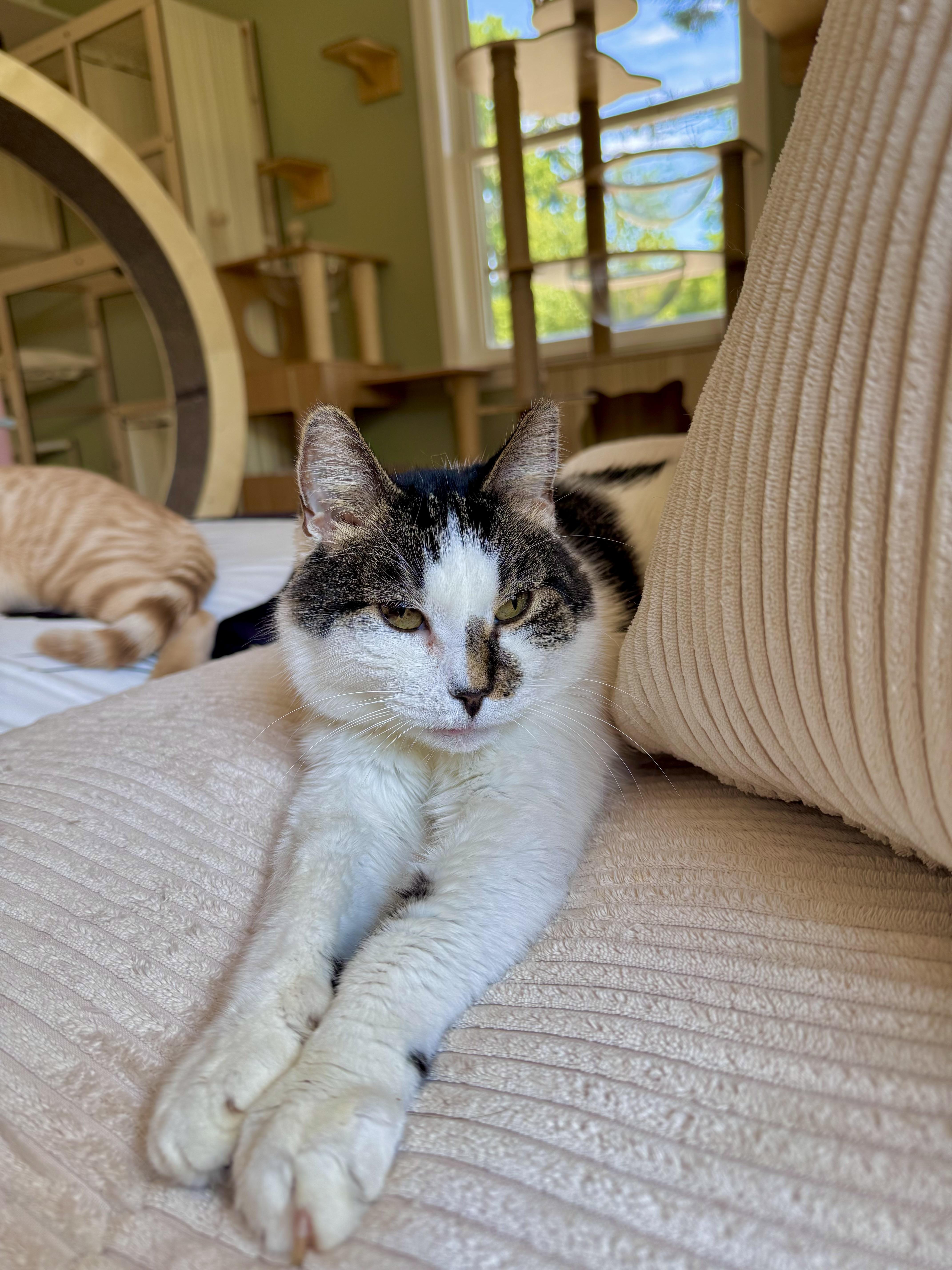 Enlarge Ghost, a ADOPTABLE Domestic Short Hair in Ramsey, NJ image 2/6