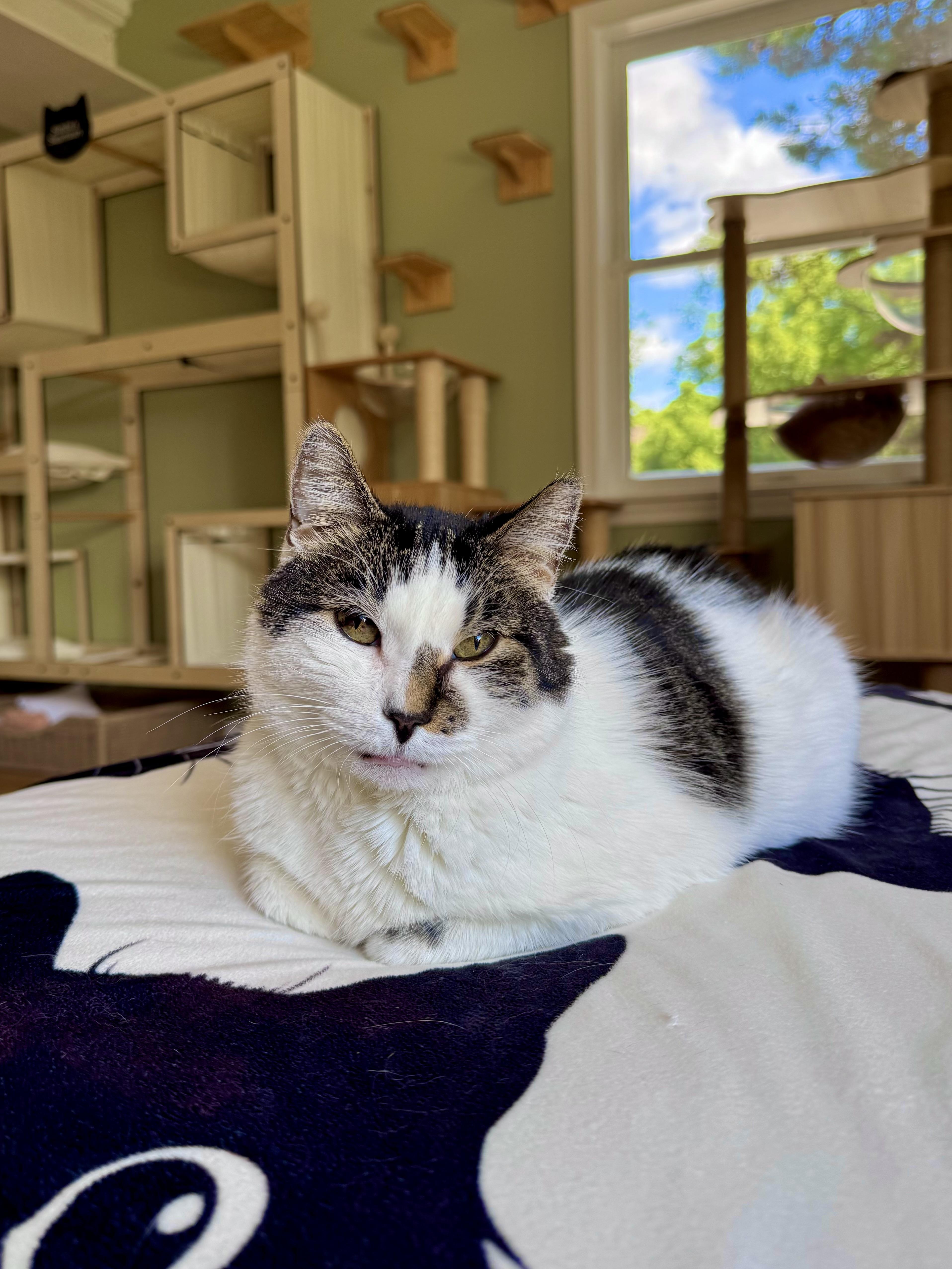Ghost, ADOPTABLE, Adult Male Domestic Short Hair.
