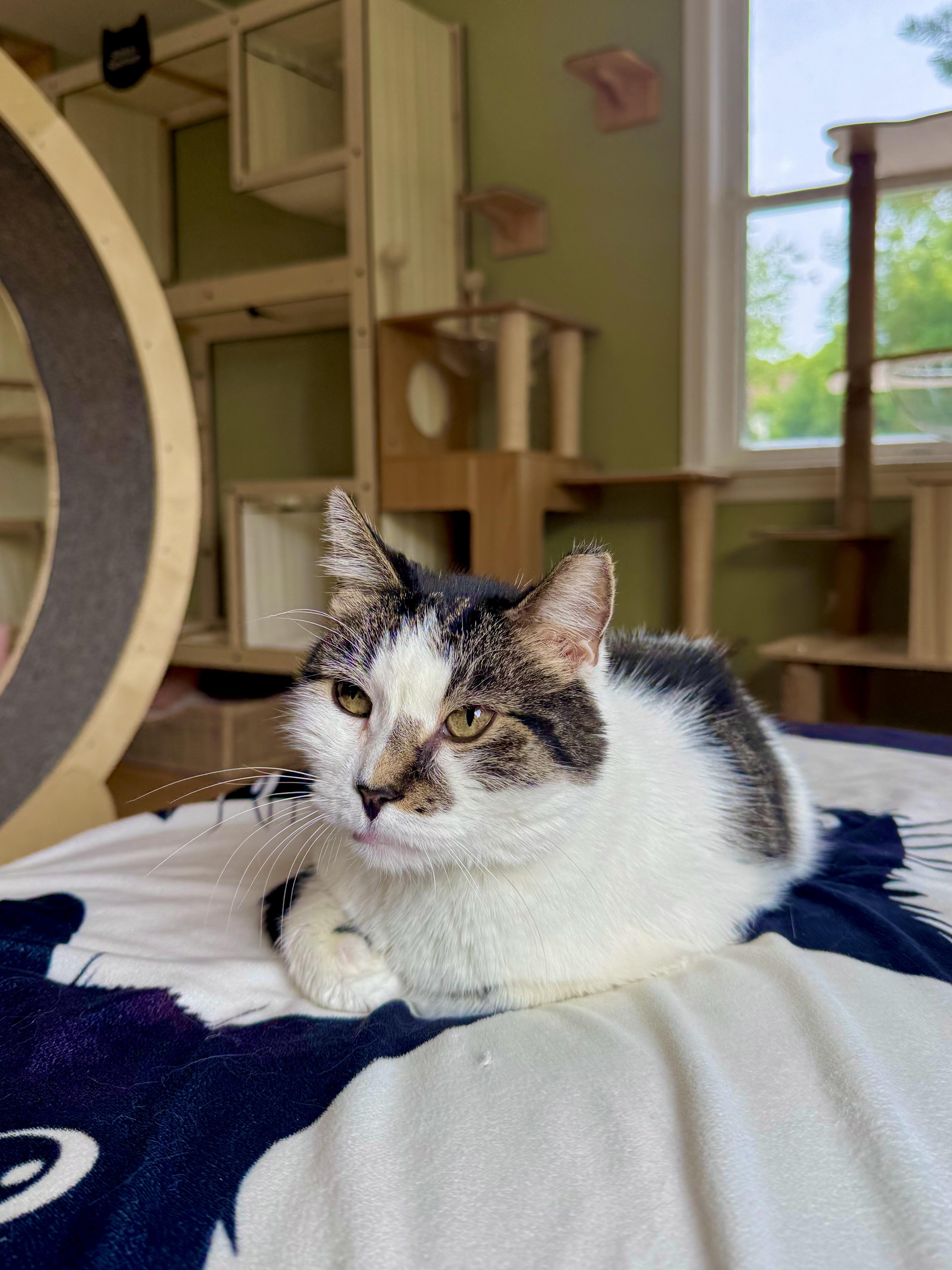 Enlarge Ghost, a ADOPTABLE Domestic Short Hair in Ramsey, NJ image 3/6