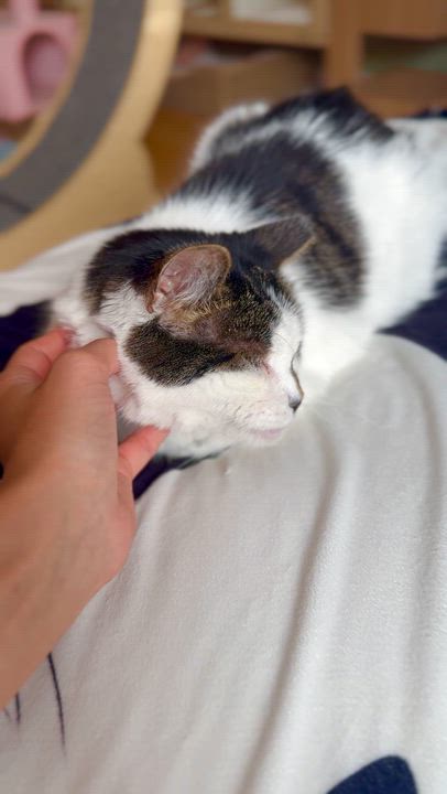 Enlarge Ghost, a ADOPTABLE Domestic Short Hair in Ramsey, NJ video 6/6