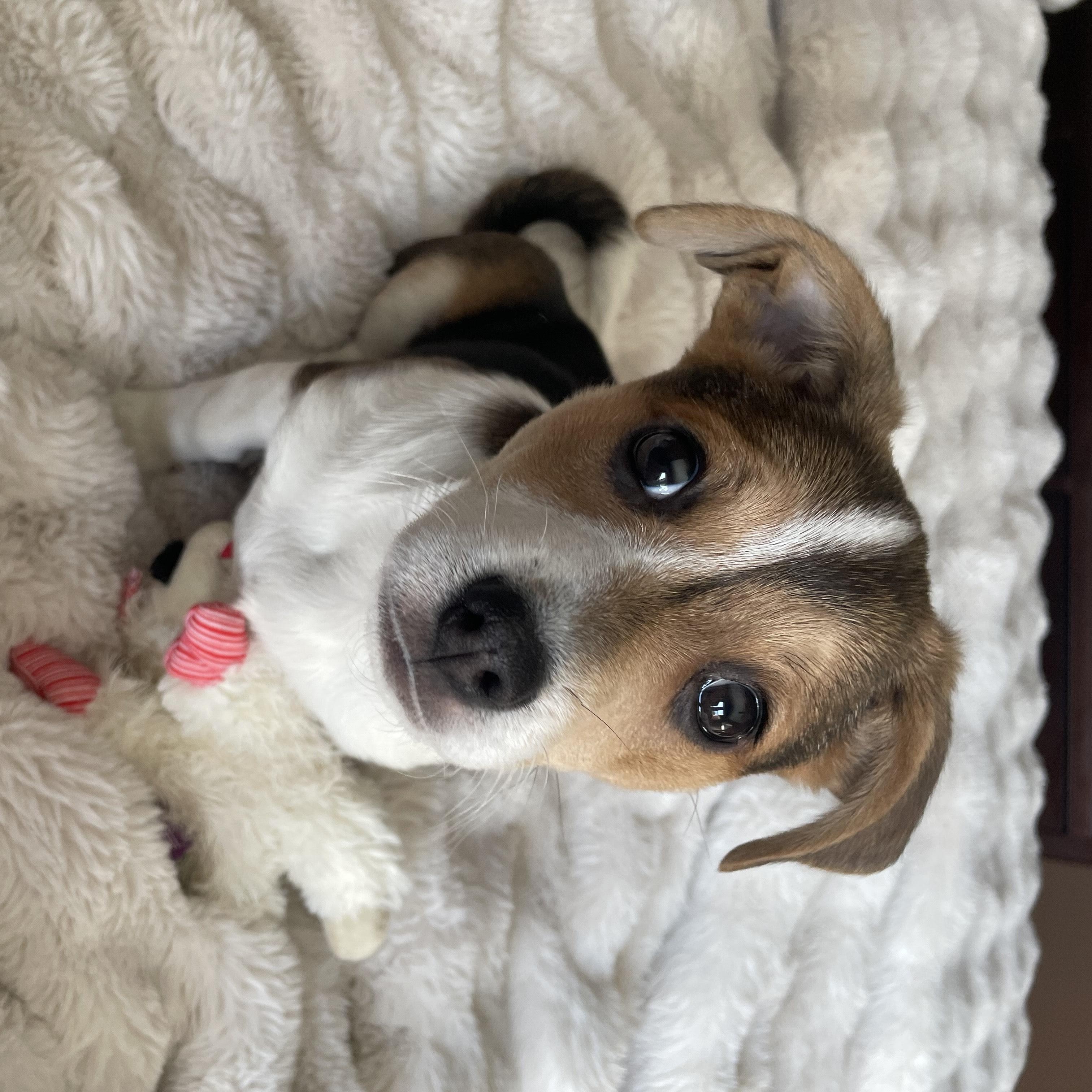 Enlarge Cordelia , an adopted mixed breed in New York, NY image 4/4