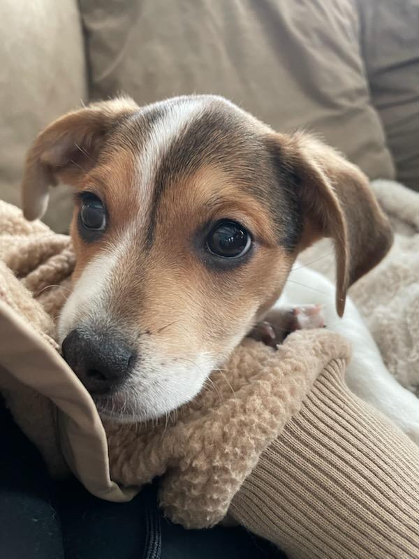 Enlarge Cordelia , an adopted mixed breed in New York, NY image 3/4