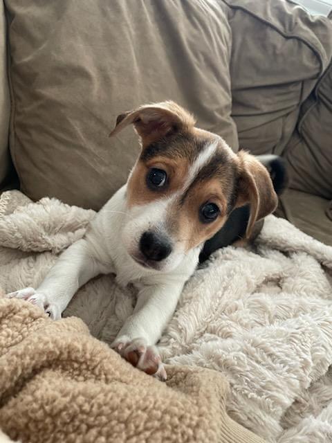 Cordelia , adopted, Puppy Female Beagle & Australian Cattle Dog / Blue Heeler.