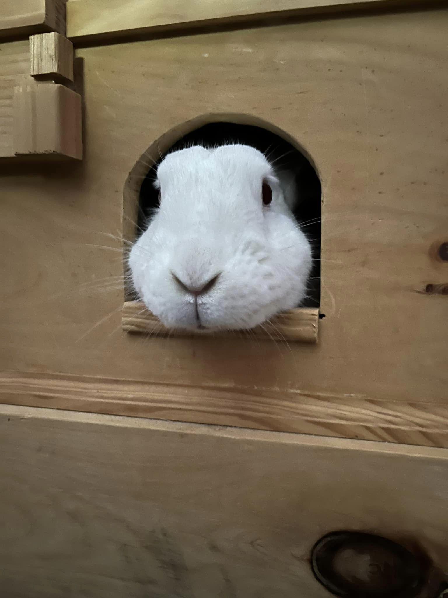 Enlarge Salem, a Adoptable New Zealand in East Islip, NY image 2/3