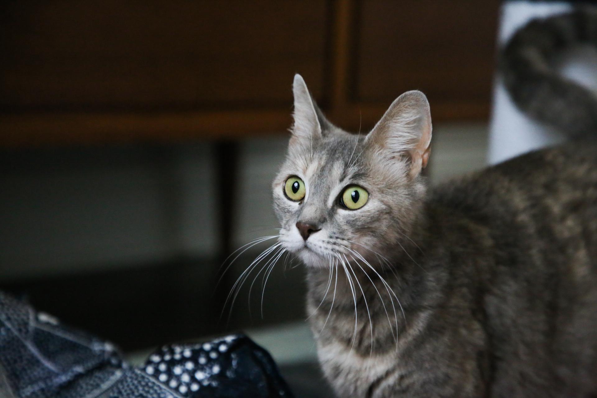 Enlarge Valencia, a Adoptable mixed breed in Fort Worth, TX image 3/4