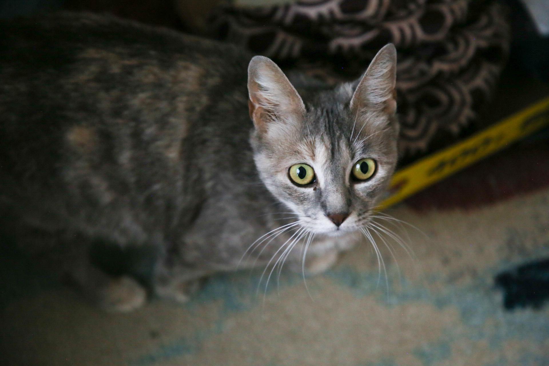 Enlarge Valencia, a Adoptable mixed breed in Fort Worth, TX image 4/4