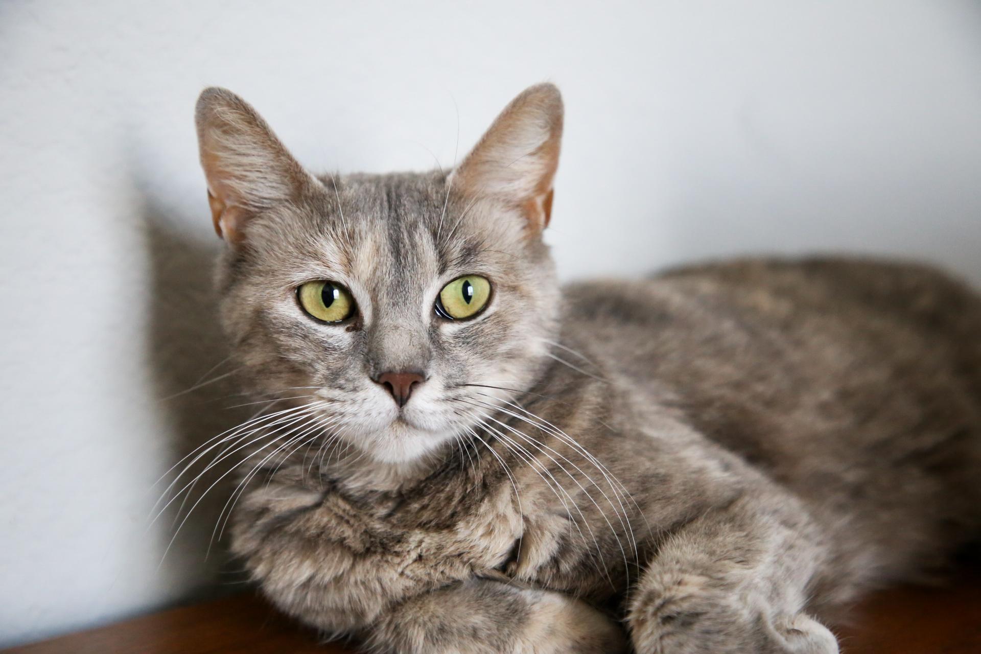 Valencia, Adult Female Dilute Tortoiseshell