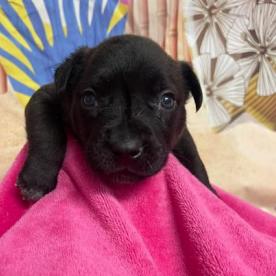 Enlarge Barney, a Adoptable mixed breed in Fort Collins, CO image 1/1