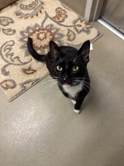 Jedi, Adoptable, Adult Male Domestic Short Hair & Domestic Short Hair.