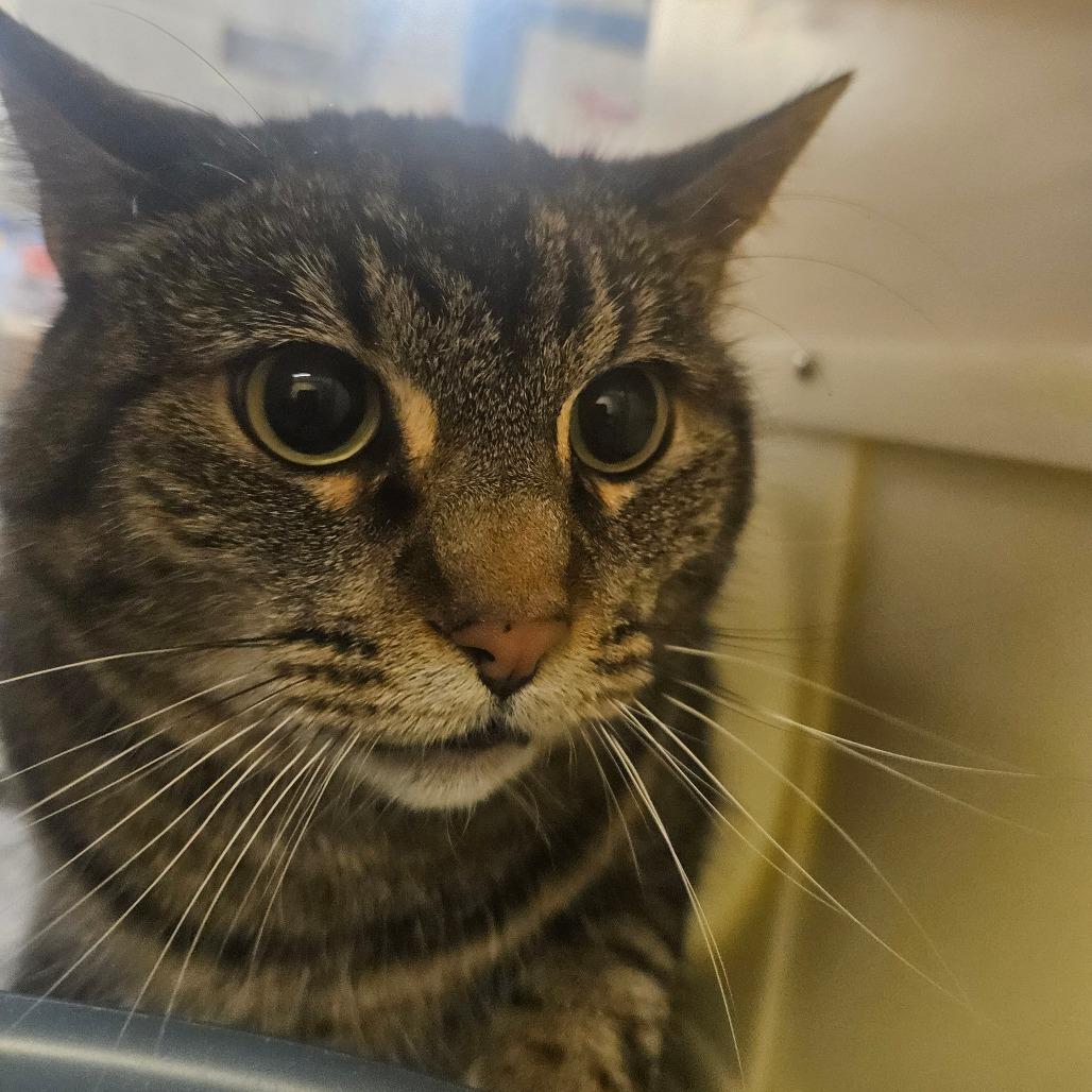 Kiara, Adoptable, Adult Female Domestic Short Hair.