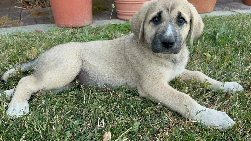 CHRISTIE, Adopted, Puppy Female Anatolian Shepherd.