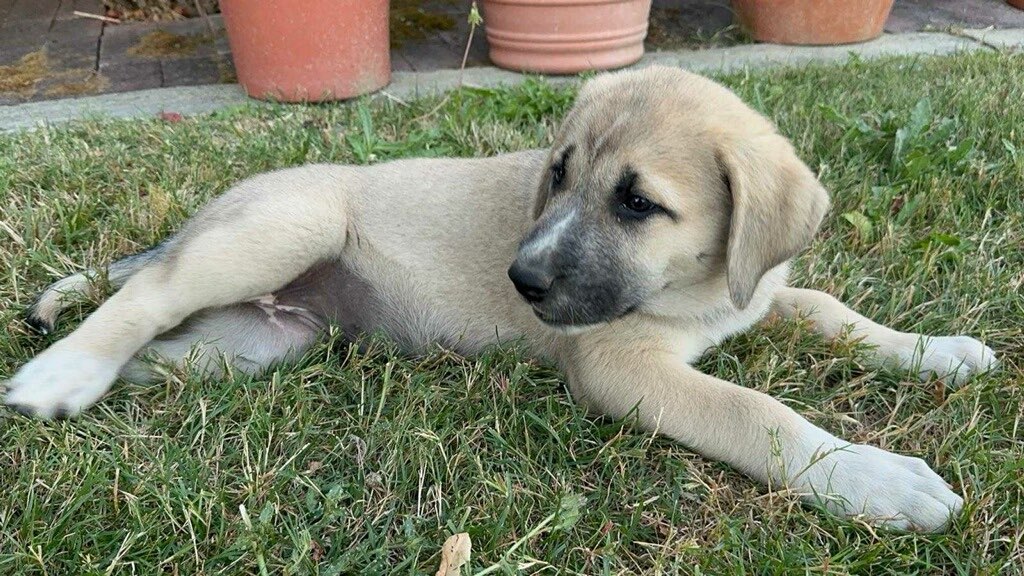 Enlarge CHRISTIE, a Adopted Anatolian Shepherd in Vallejo, CA image 2/4