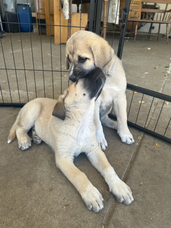 Enlarge CHRISTIE, a Adopted Anatolian Shepherd in Vallejo, CA image 3/4