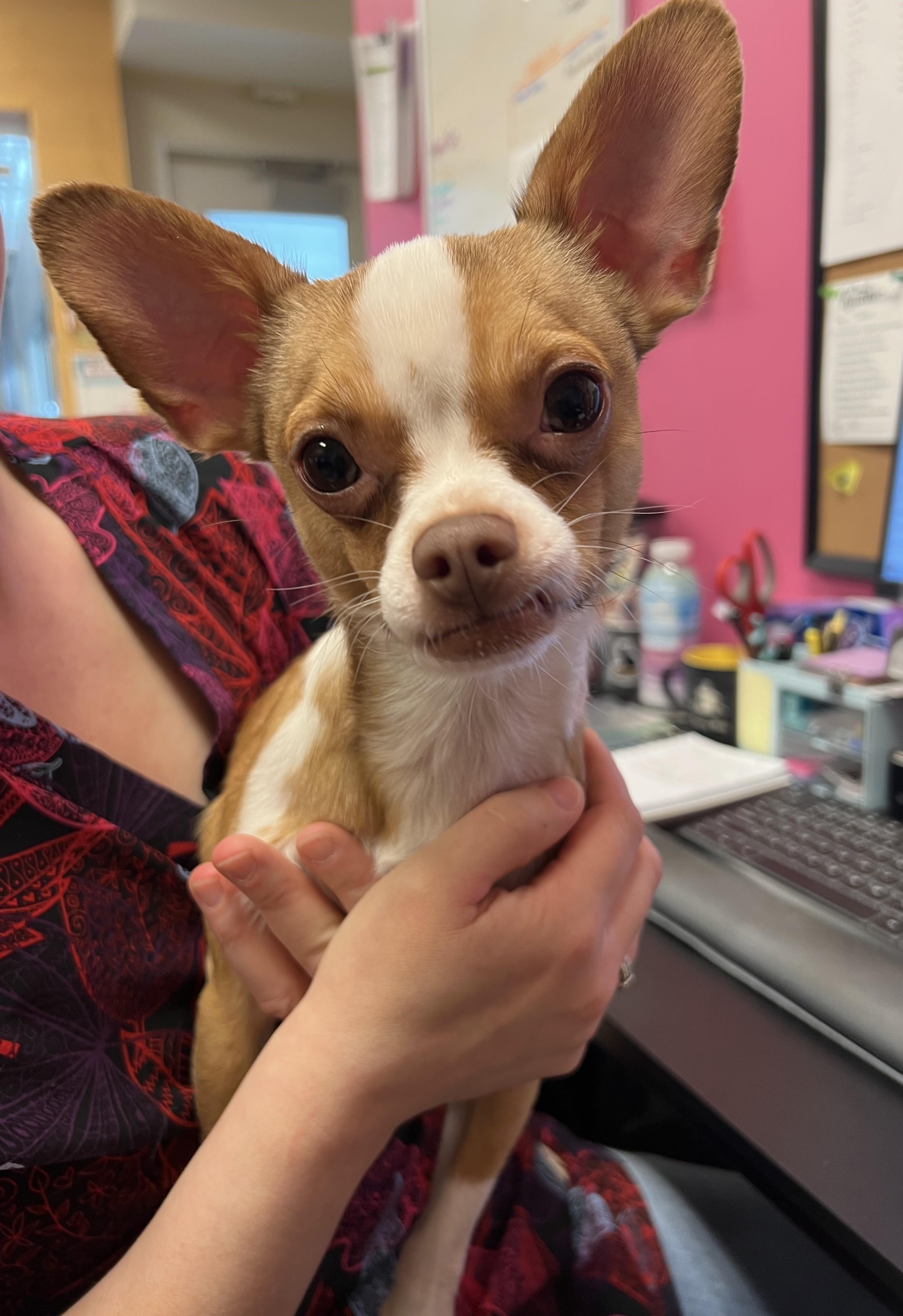 Enlarge Choco, an adopted Chihuahua in Cedar Rapids, IA image 3/3