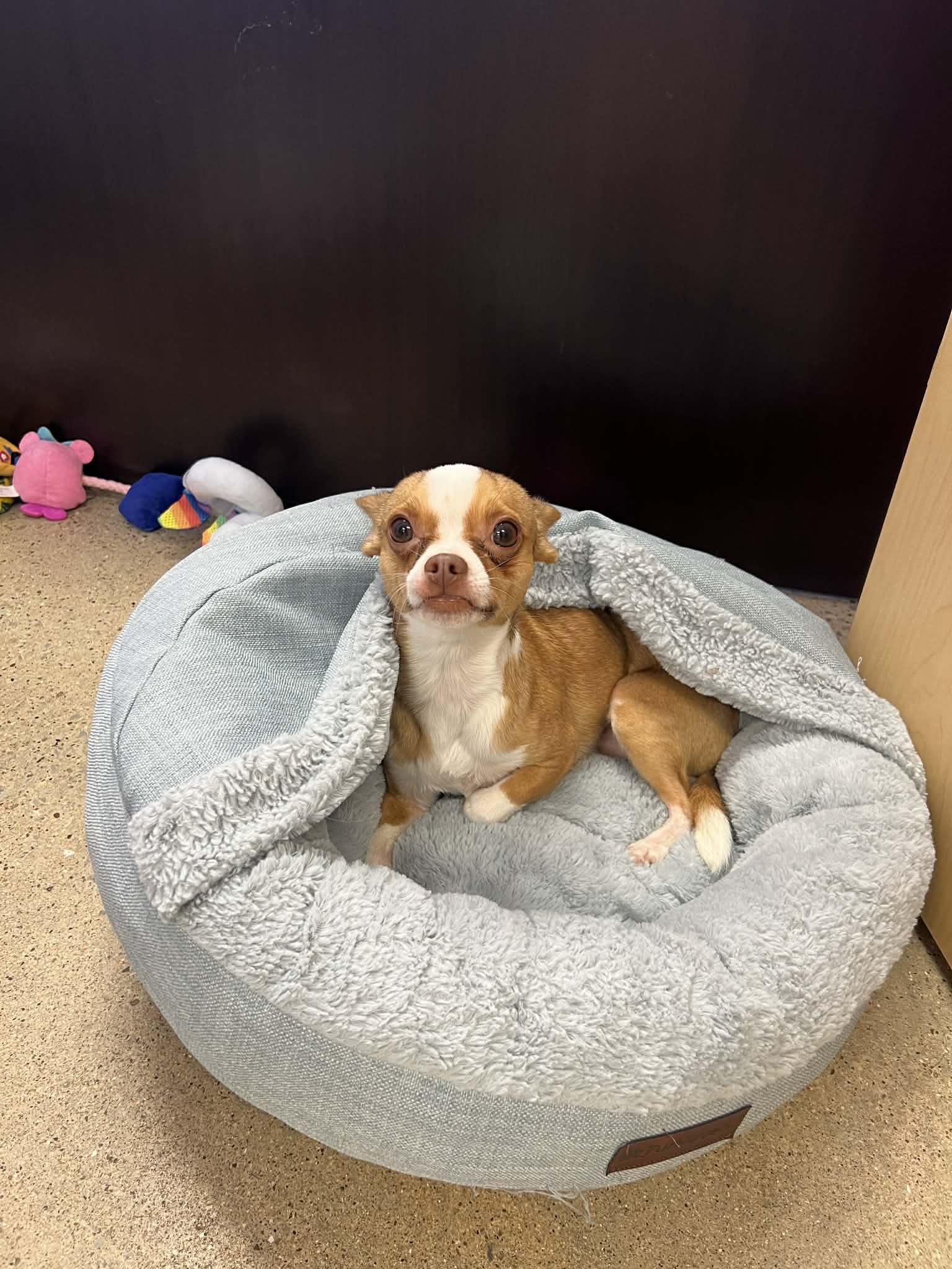 Enlarge Choco, an adopted Chihuahua in Cedar Rapids, IA image 1/3