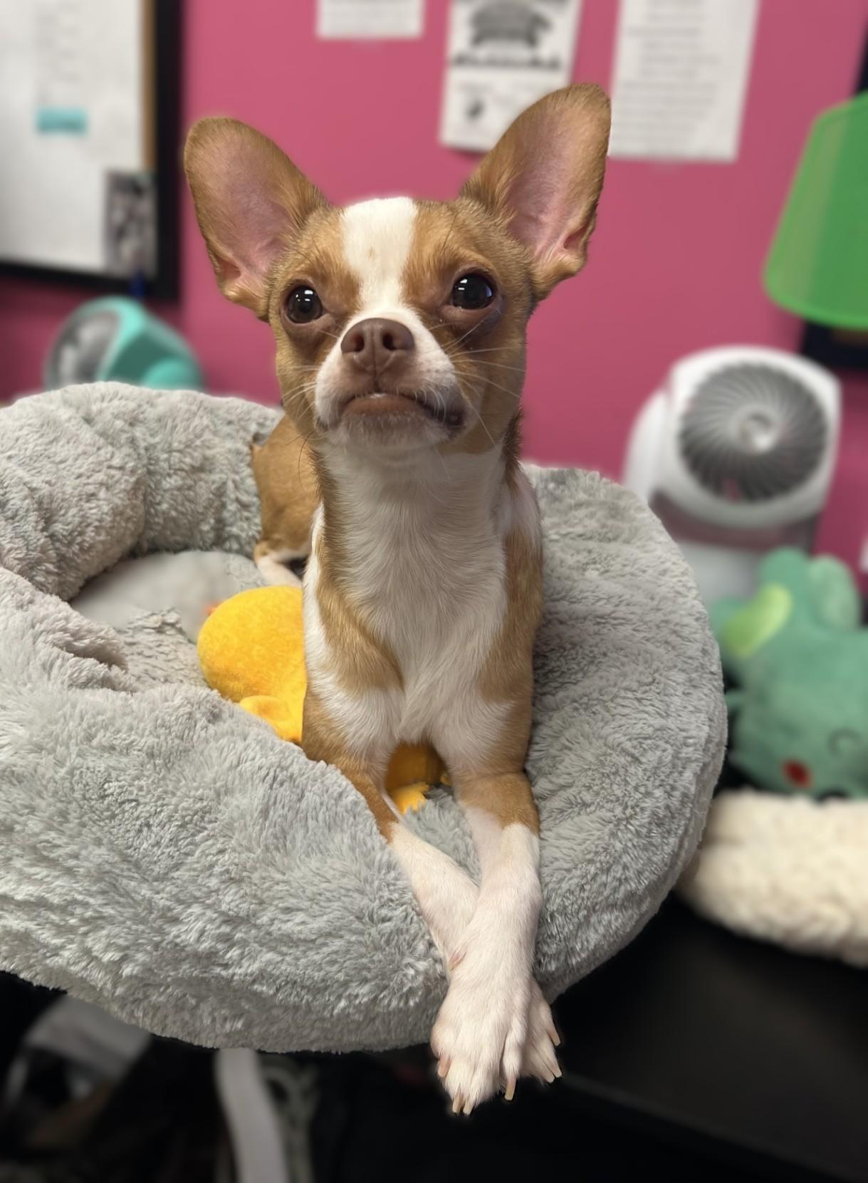 Choco, adopted, Young Male Chihuahua.