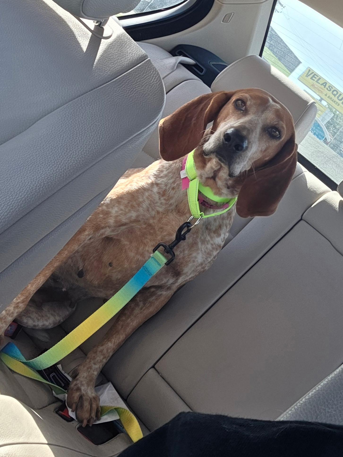 Enlarge Little Ann, a Adoptable mixed breed in Oswego, IL image 2/5