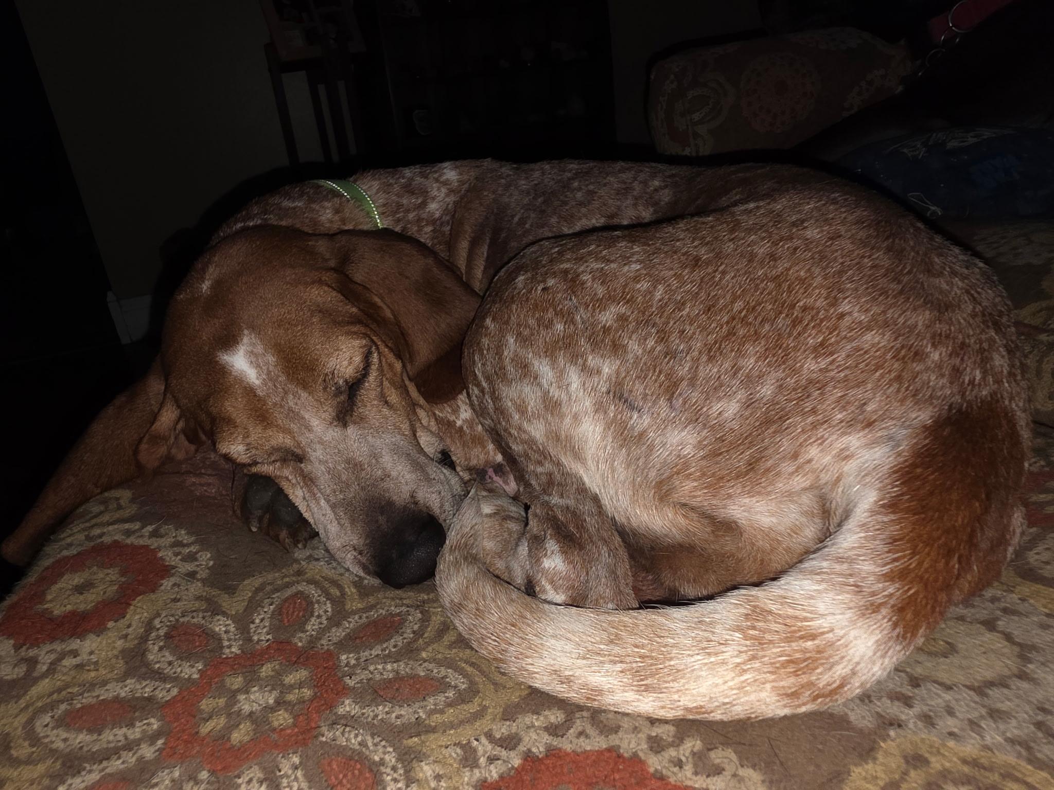 Enlarge Little Ann, a Adoptable mixed breed in Oswego, IL image 4/5
