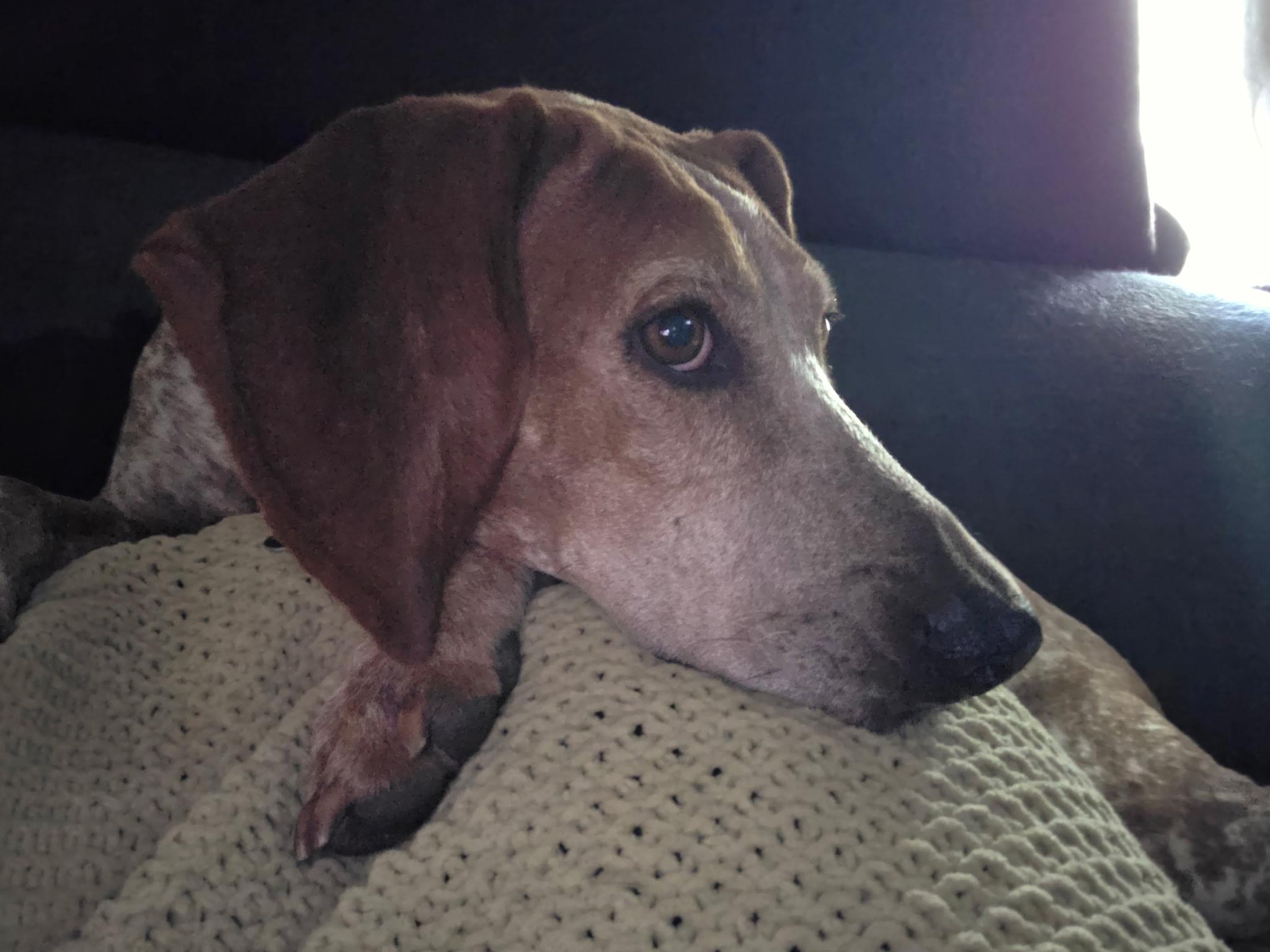 Little Ann, Adoptable, Adult Female Redbone Coonhound & Treeing Walker Coonhound.