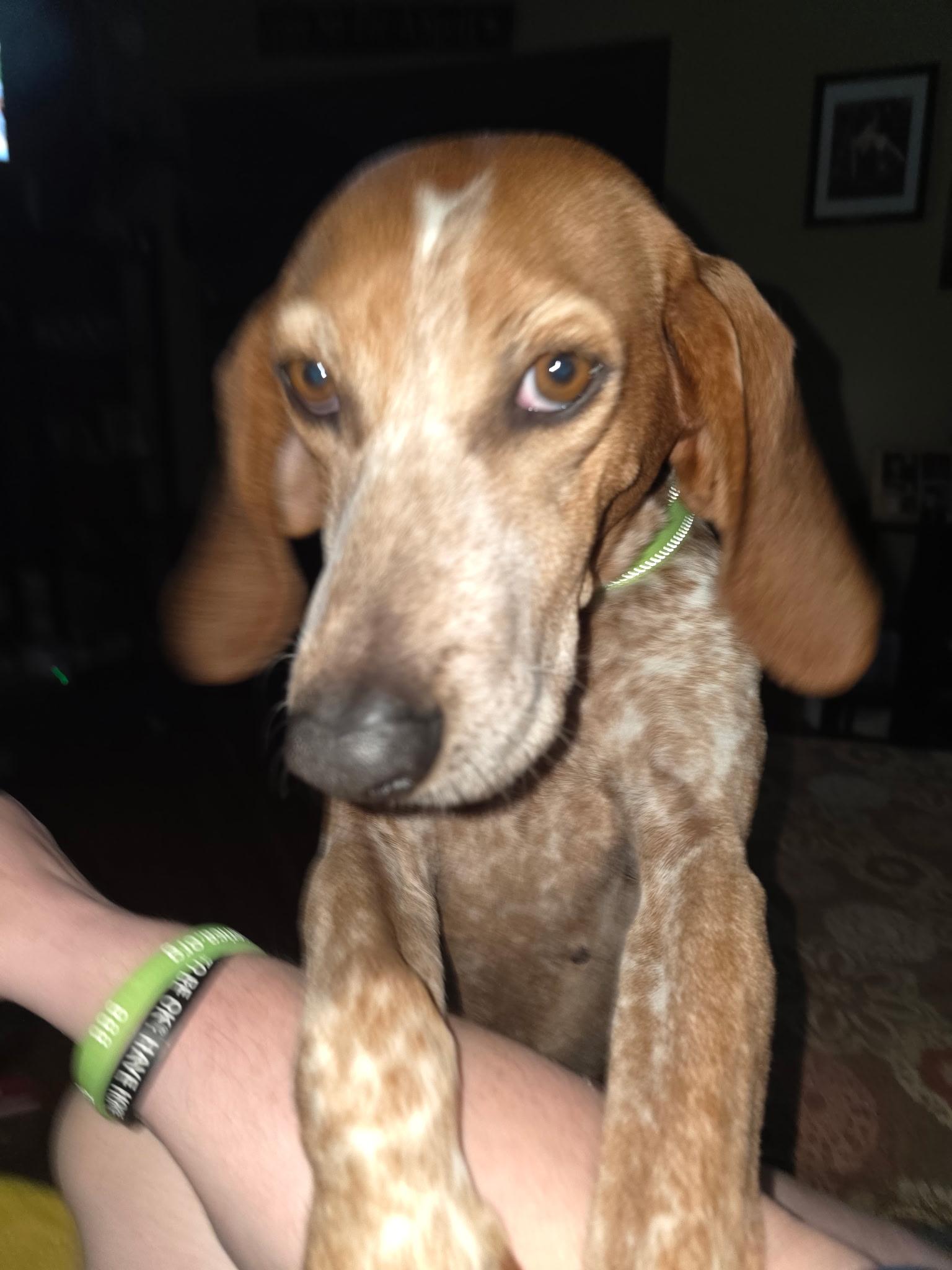 Little Ann, Adoptable, Adult Female Redbone Coonhound & Treeing Walker Coonhound.