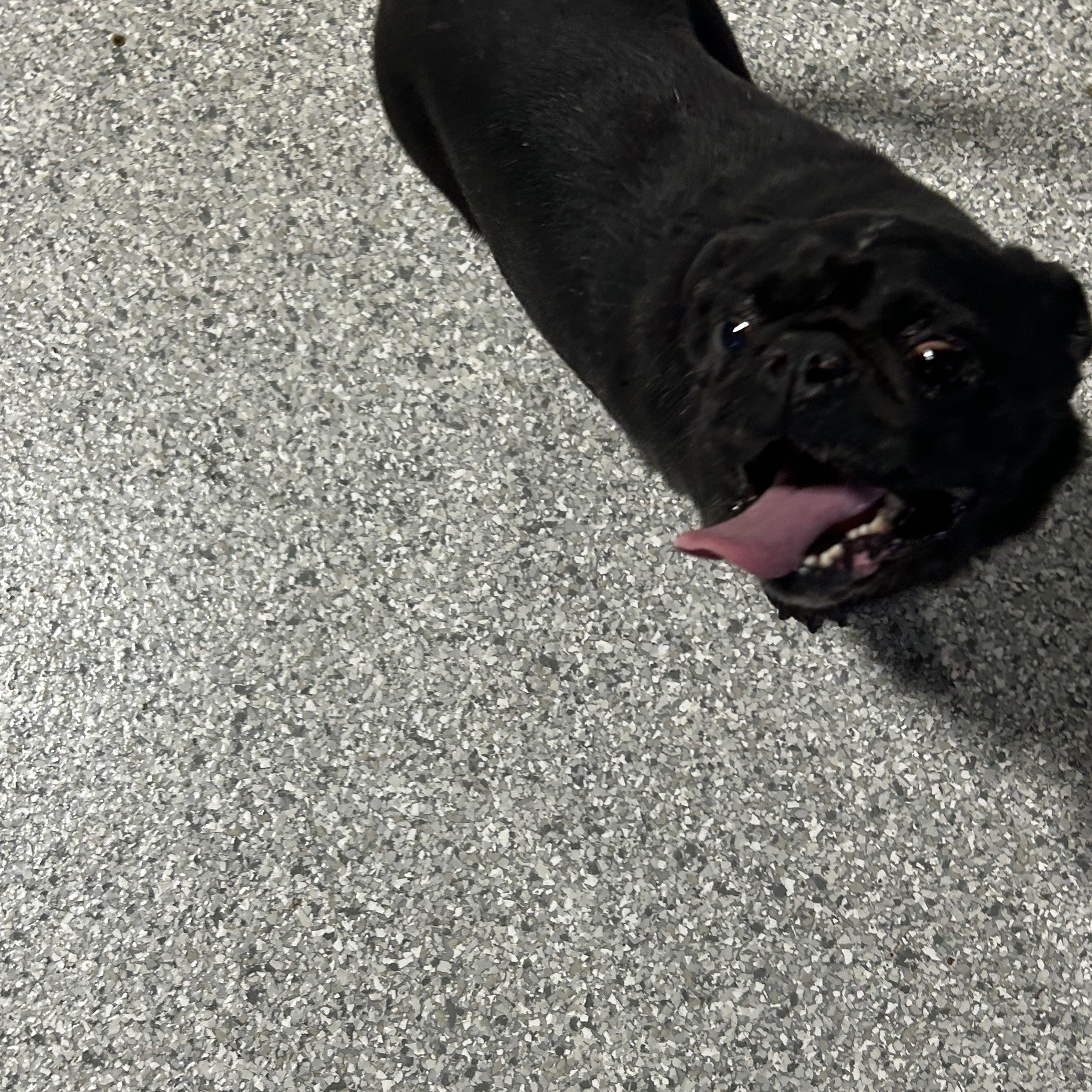 Enlarge Iron man., a Adoptable Pug in Antwerp, OH image 2/6
