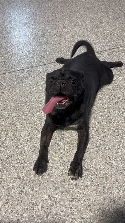 Enlarge Iron man., a Adoptable Pug in Antwerp, OH video 4/6