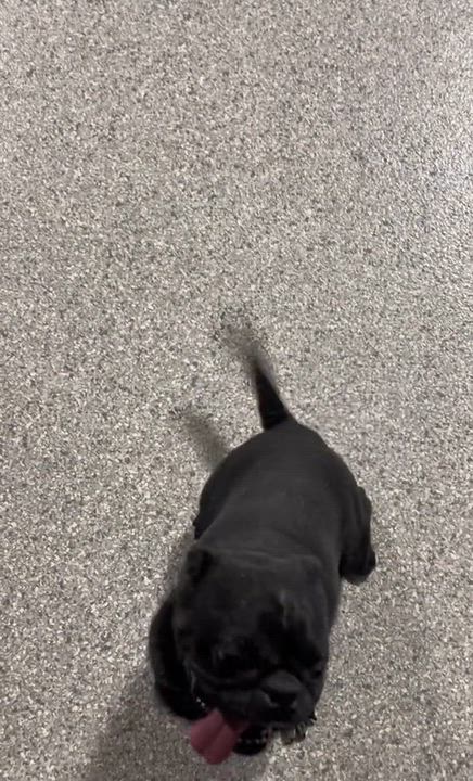 Enlarge Iron man., a Adoptable Pug in Antwerp, OH video 5/6
