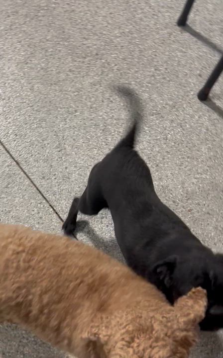 Enlarge Iron man., a Adoptable Pug in Antwerp, OH video 6/6