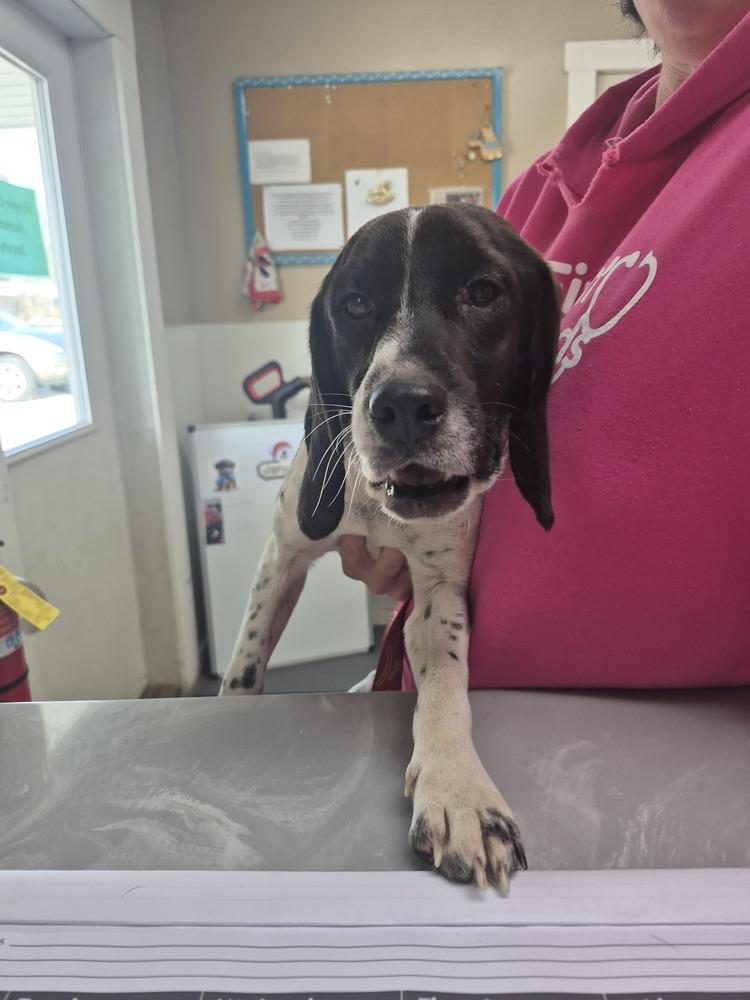 Enlarge Livi, a Adoptable mixed breed in Linton, IN image 1/1