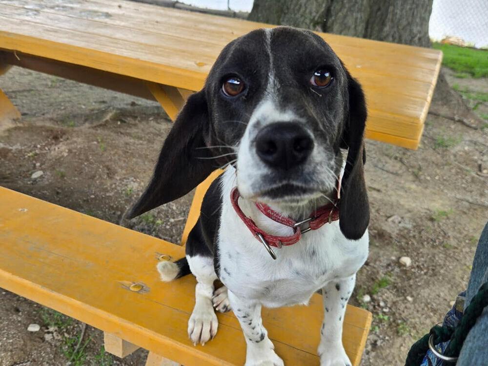 Enlarge Livi, a Adoptable mixed breed in Linton, IN image 2/2