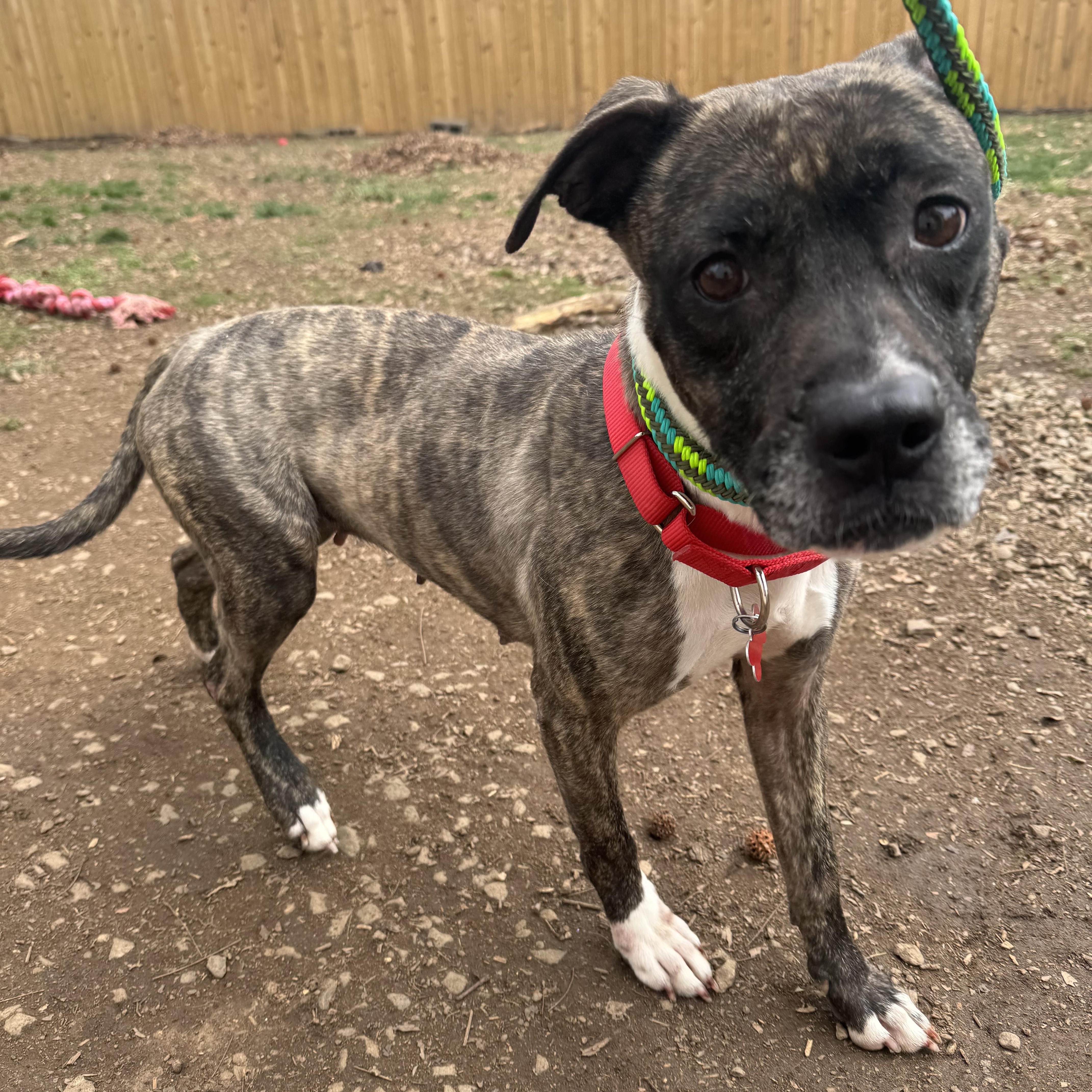 Enlarge Suki , a ADOPTABLE mixed breed in Fredericksburg, VA image 2/3