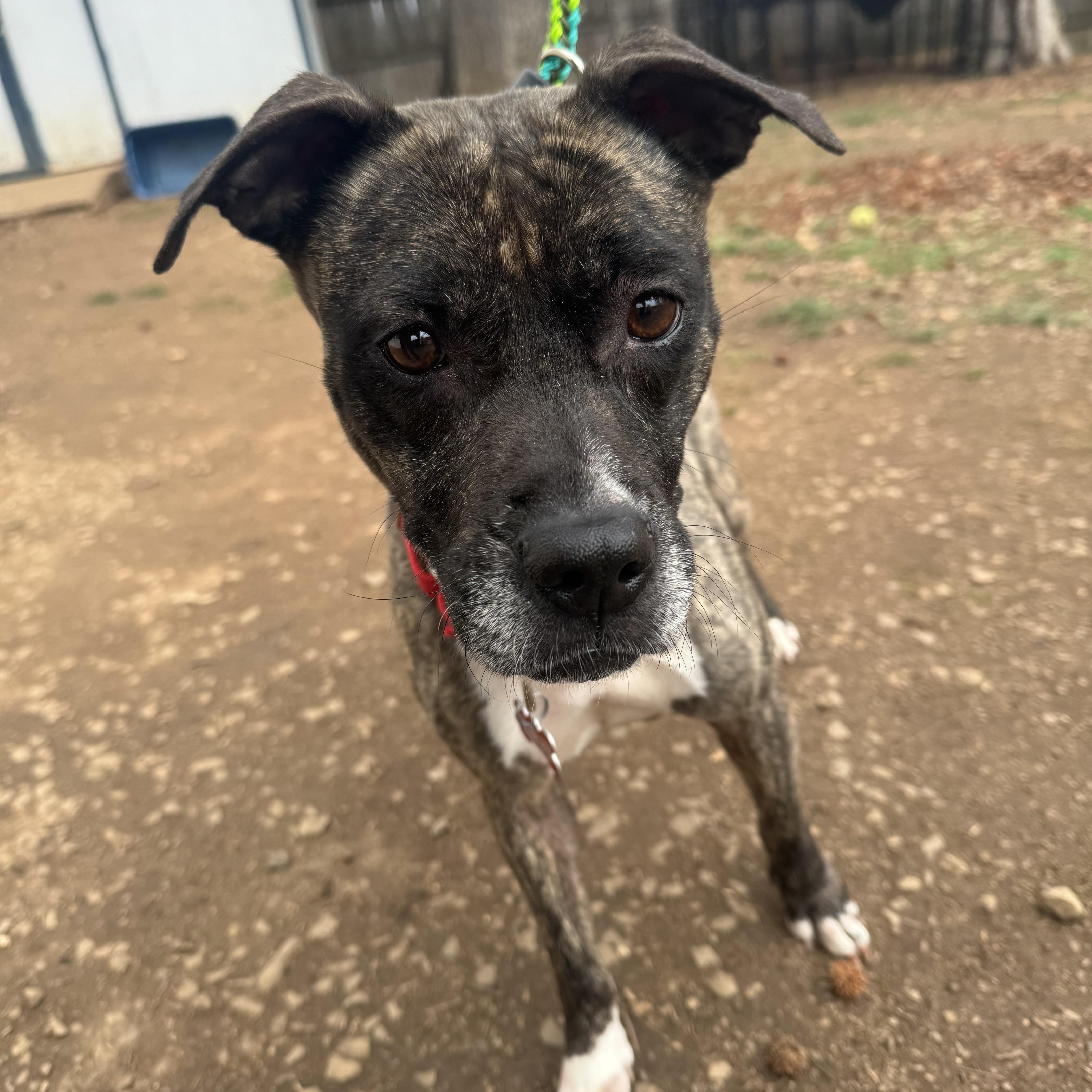 Suki , ADOPTABLE, Adult Female Pit Bull Terrier.