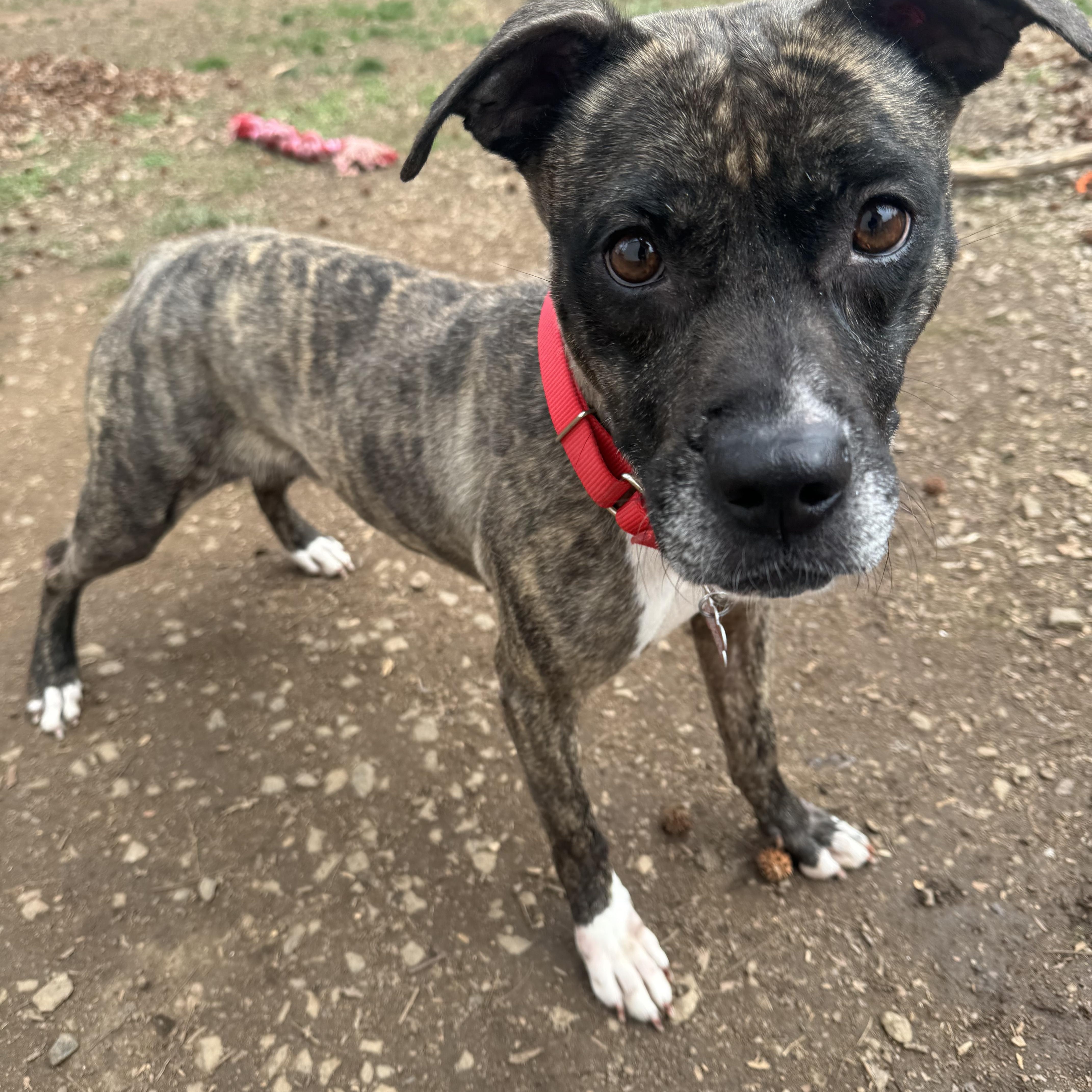Enlarge Suki , a ADOPTABLE mixed breed in Fredericksburg, VA image 3/3