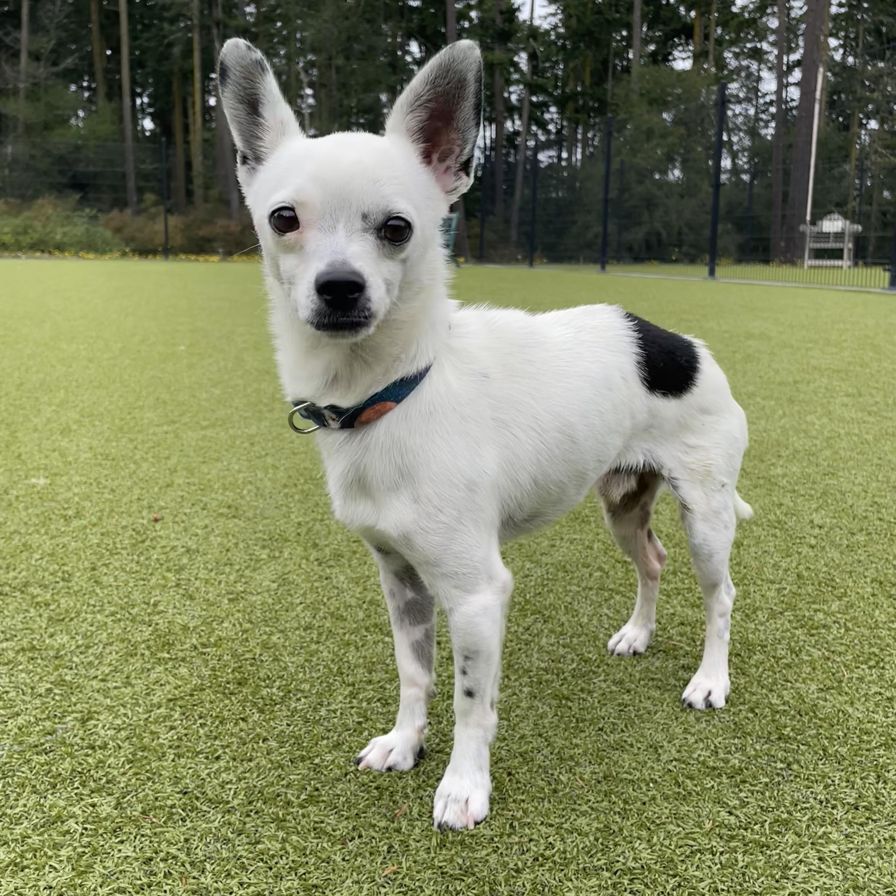 Sudsy, a Adoptable Chihuahua in Friday Harbor, WA image 1/6