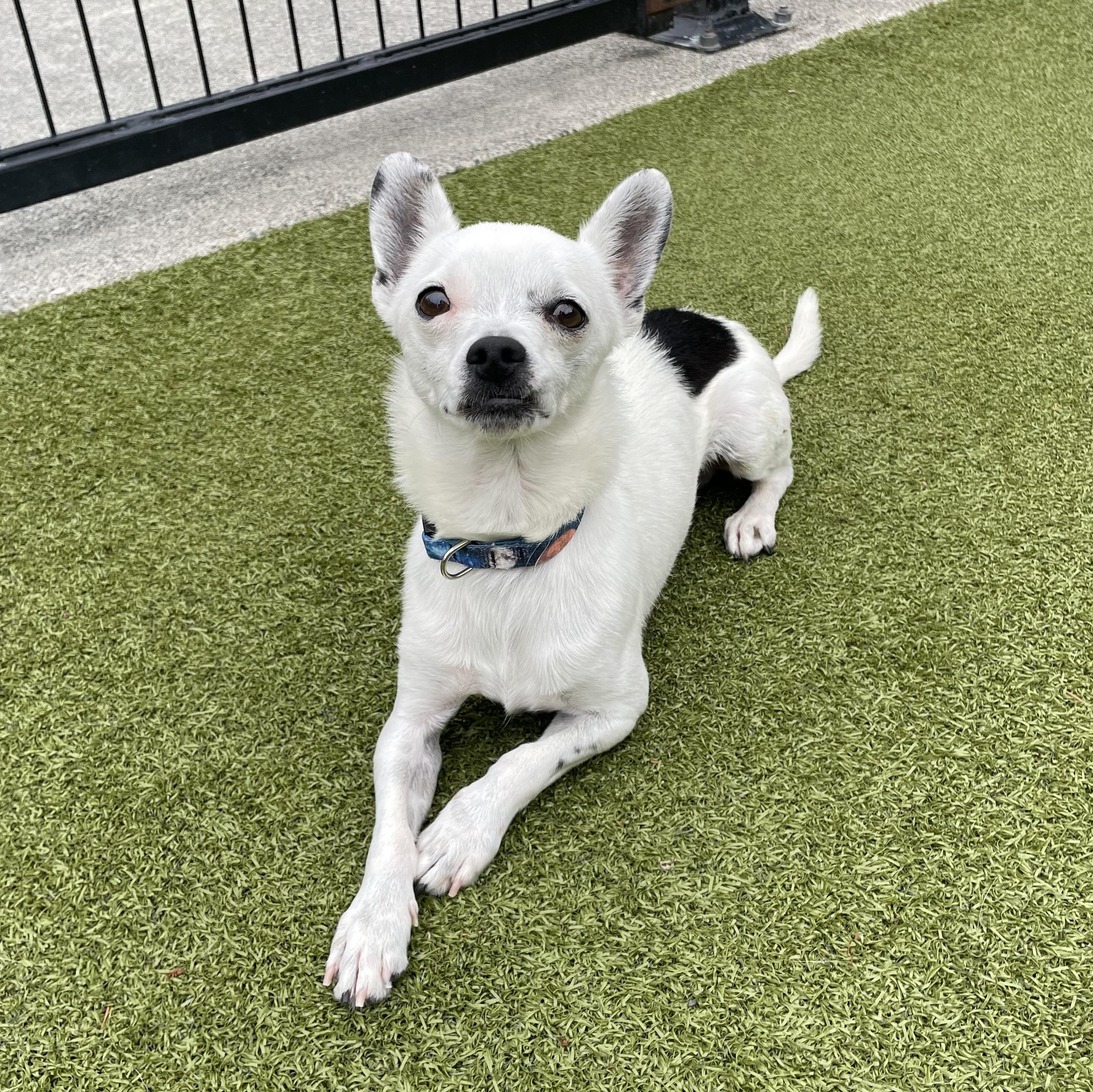 Sudsy, a Adoptable Chihuahua in Friday Harbor, WA image 3/6