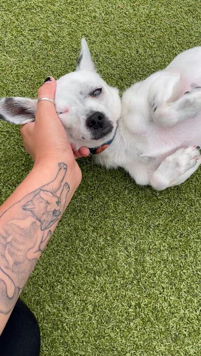 Enlarge Sudsy, a Adoptable Chihuahua in Friday Harbor, WA video 6/6