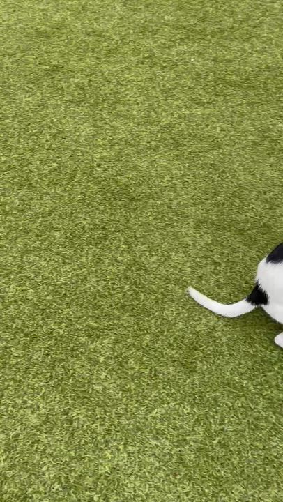 Enlarge Sudsy, a Adoptable Chihuahua in Friday Harbor, WA video 2/6