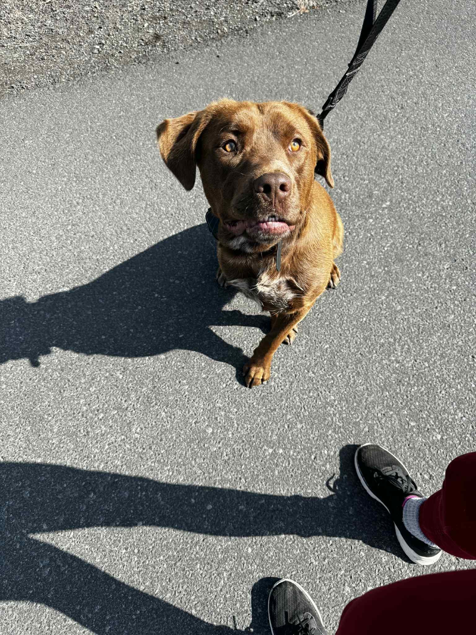 Grizz, an adoptable Chocolate Labrador Retriever in Bend, OR, 97702 | Photo Image 1