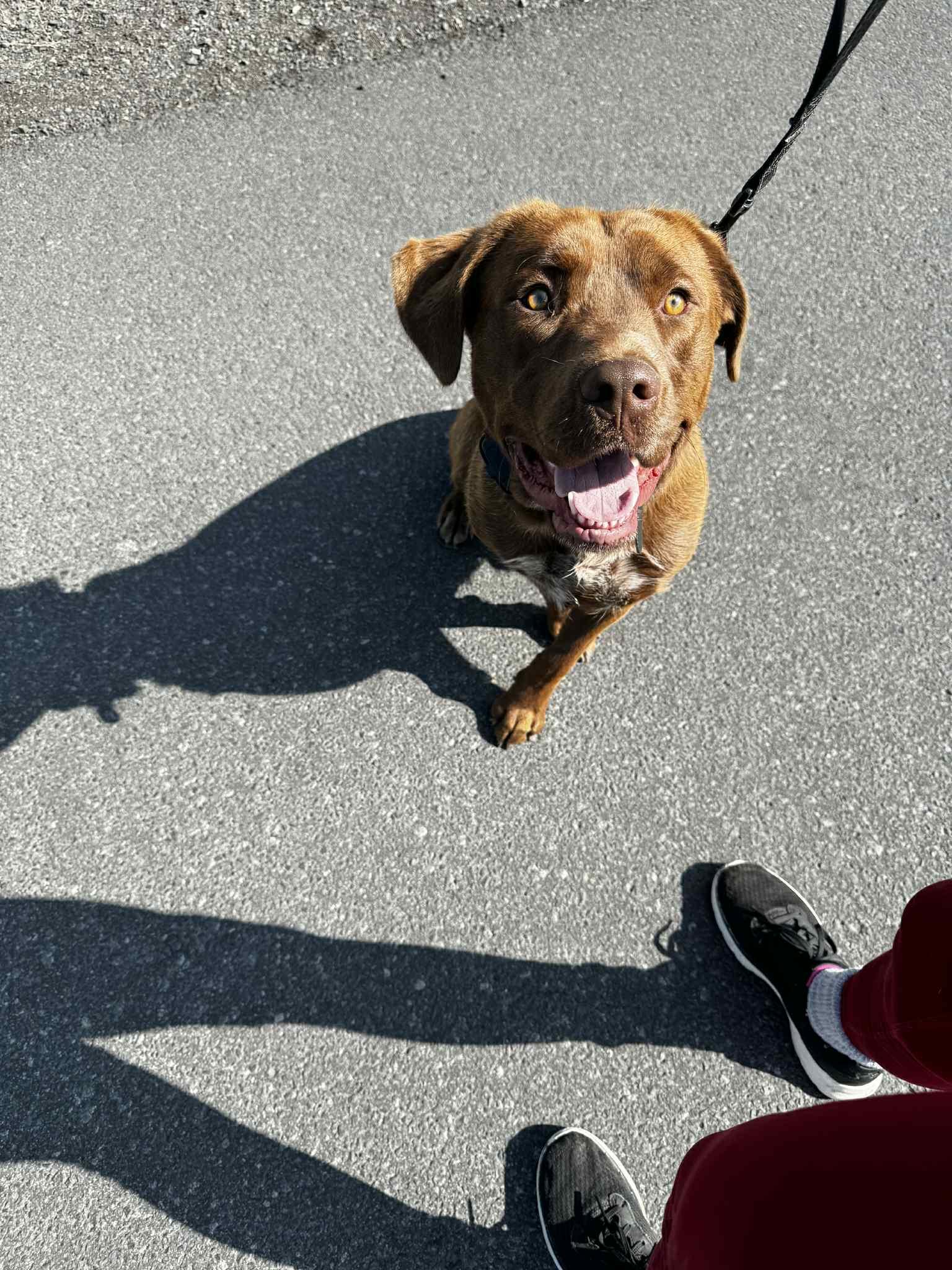 Grizz, an adoptable Chocolate Labrador Retriever in Bend, OR, 97702 | Photo Image 4