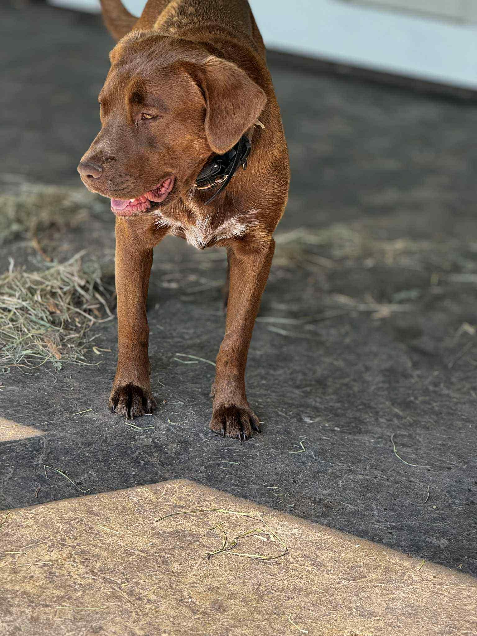 Grizz, an adoptable Chocolate Labrador Retriever in Bend, OR, 97702 | Photo Image 3