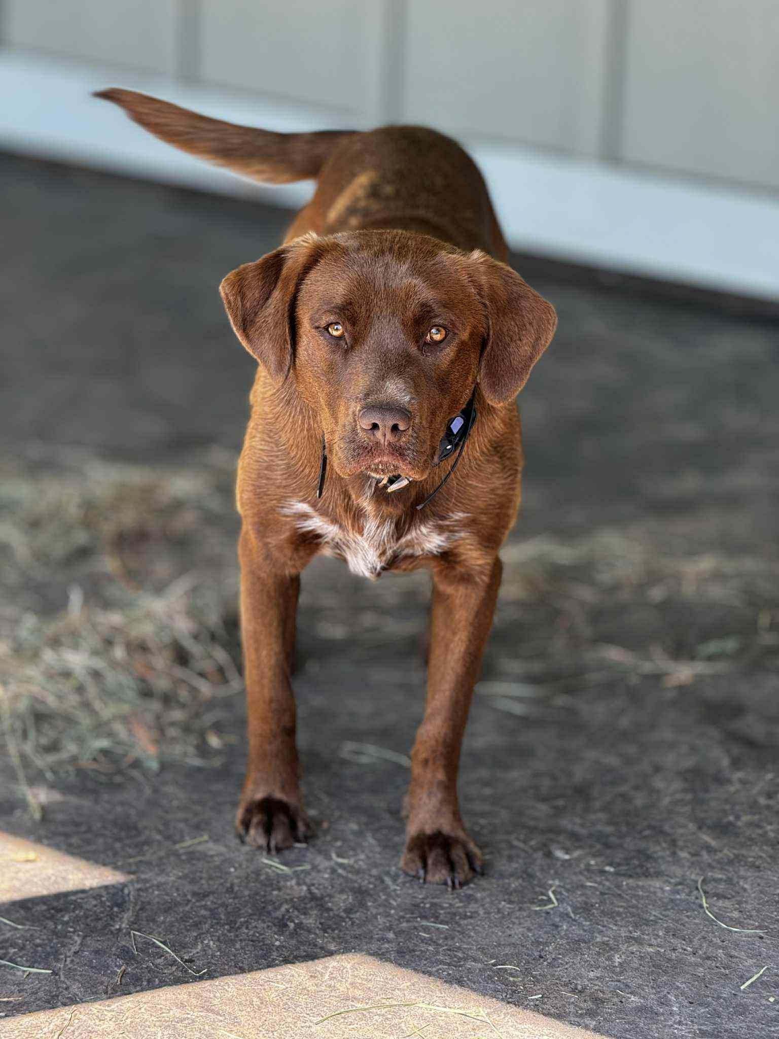 Grizz, an adoptable Chocolate Labrador Retriever in Bend, OR, 97702 | Photo Image 2