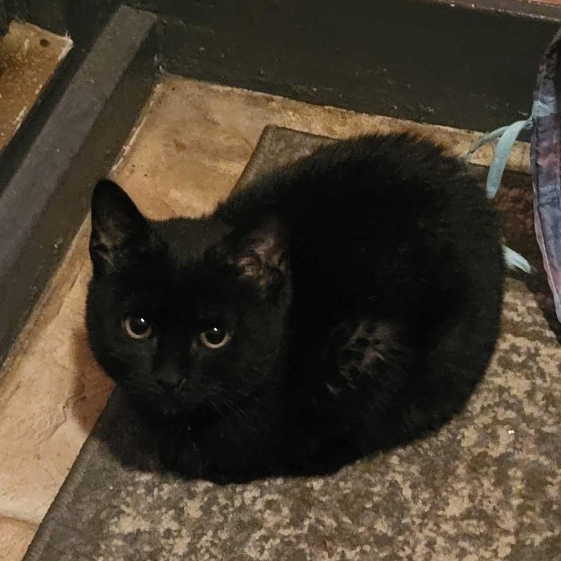 Enlarge Dr. Pepper Jr., a ADOPTABLE Domestic Short Hair in Chico, CA image 3/5