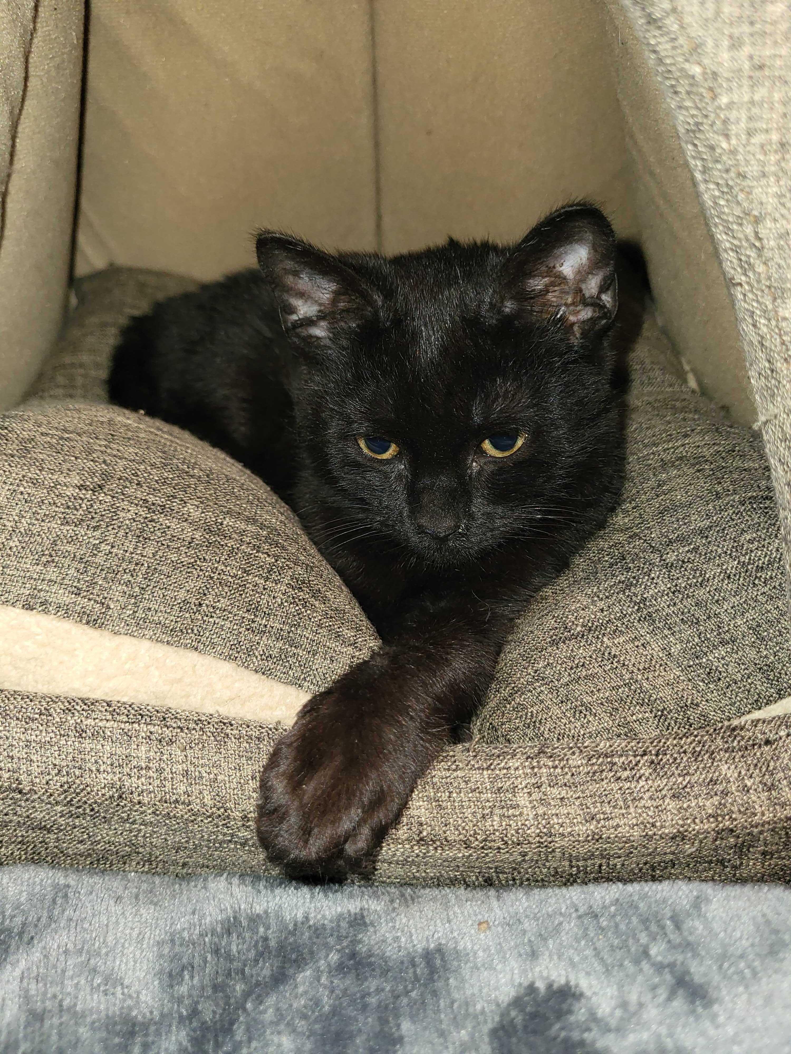 Dr. Pepper Jr., ADOPTABLE, Kitten Male Domestic Short Hair.