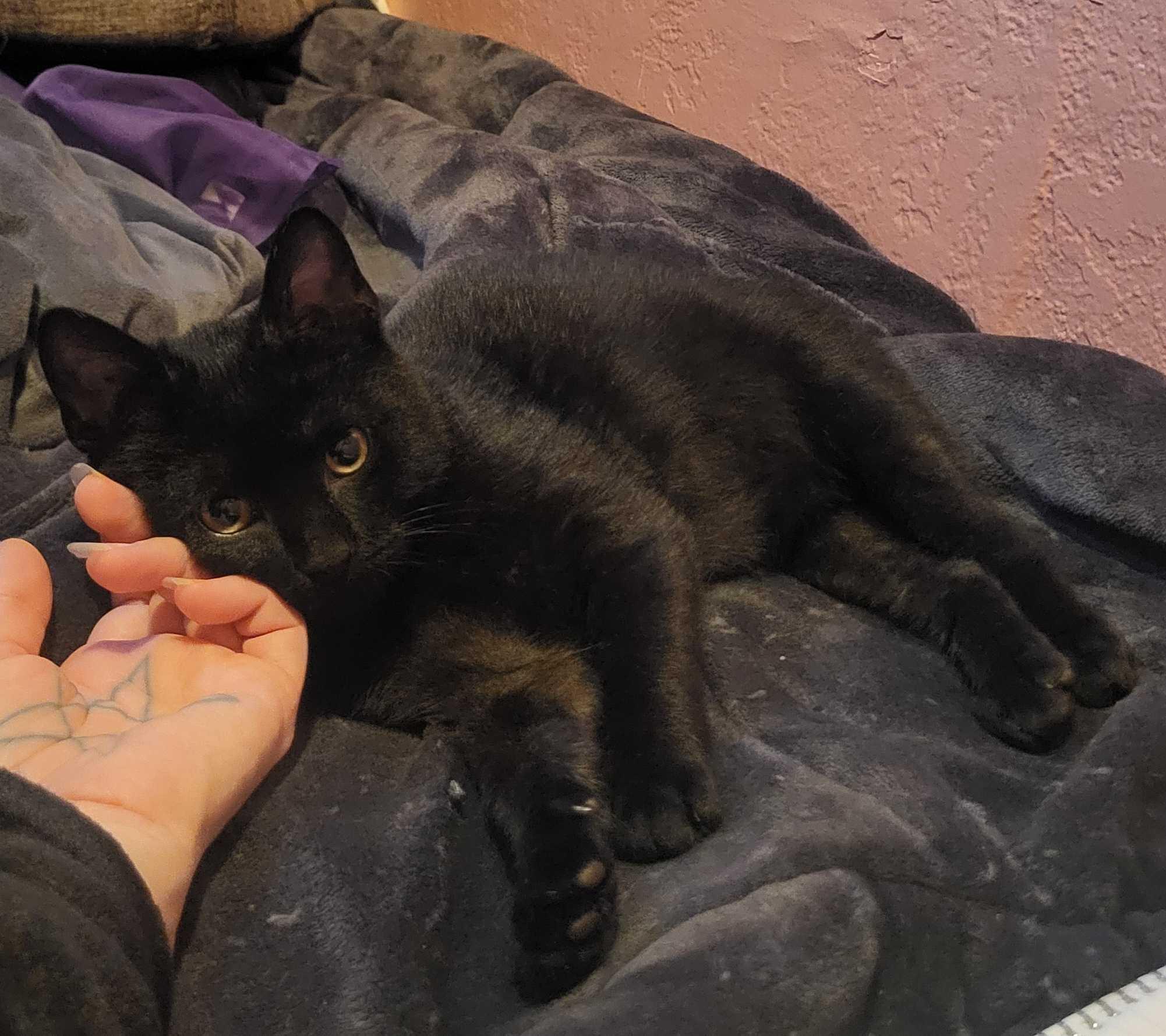 Enlarge Dr. Pepper Jr., a ADOPTABLE Domestic Short Hair in Chico, CA image 5/5