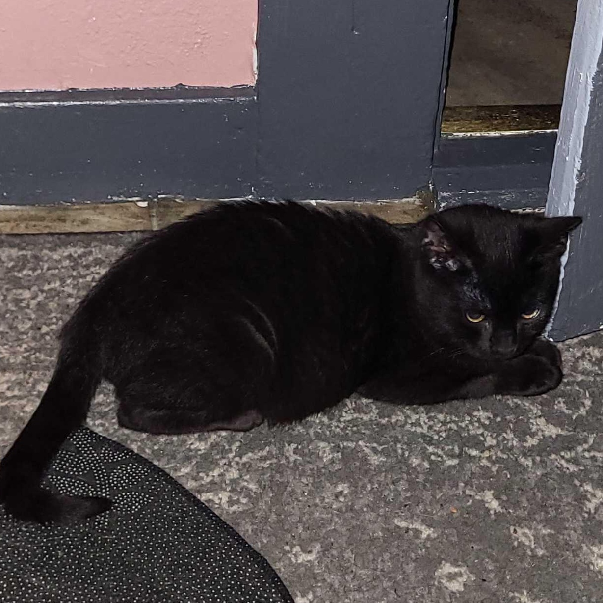 Enlarge Dr. Pepper Jr., a ADOPTABLE Domestic Short Hair in Chico, CA image 4/5