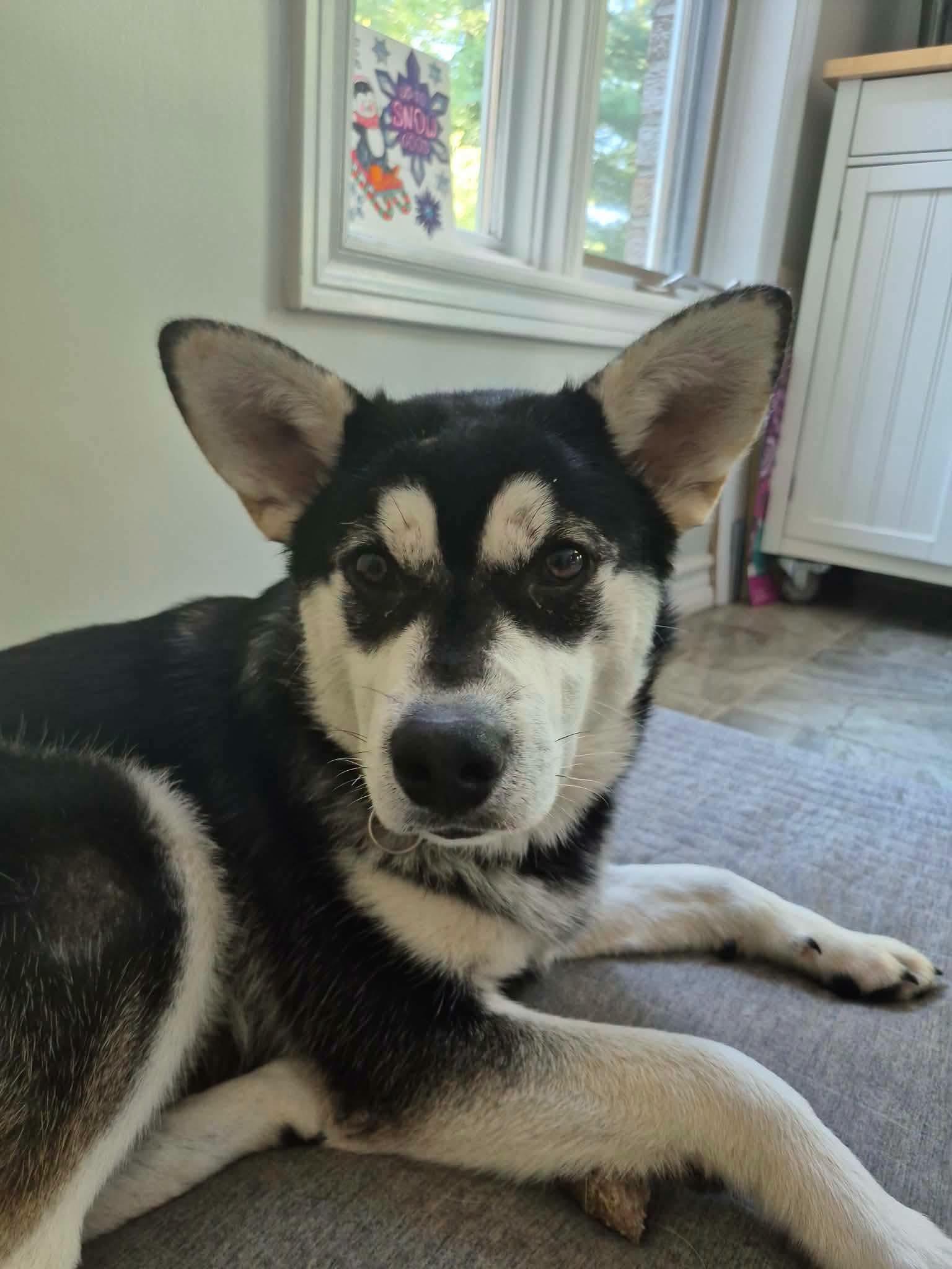 Enlarge Minkin, a Adoptable mixed breed in London, ON image 3/4