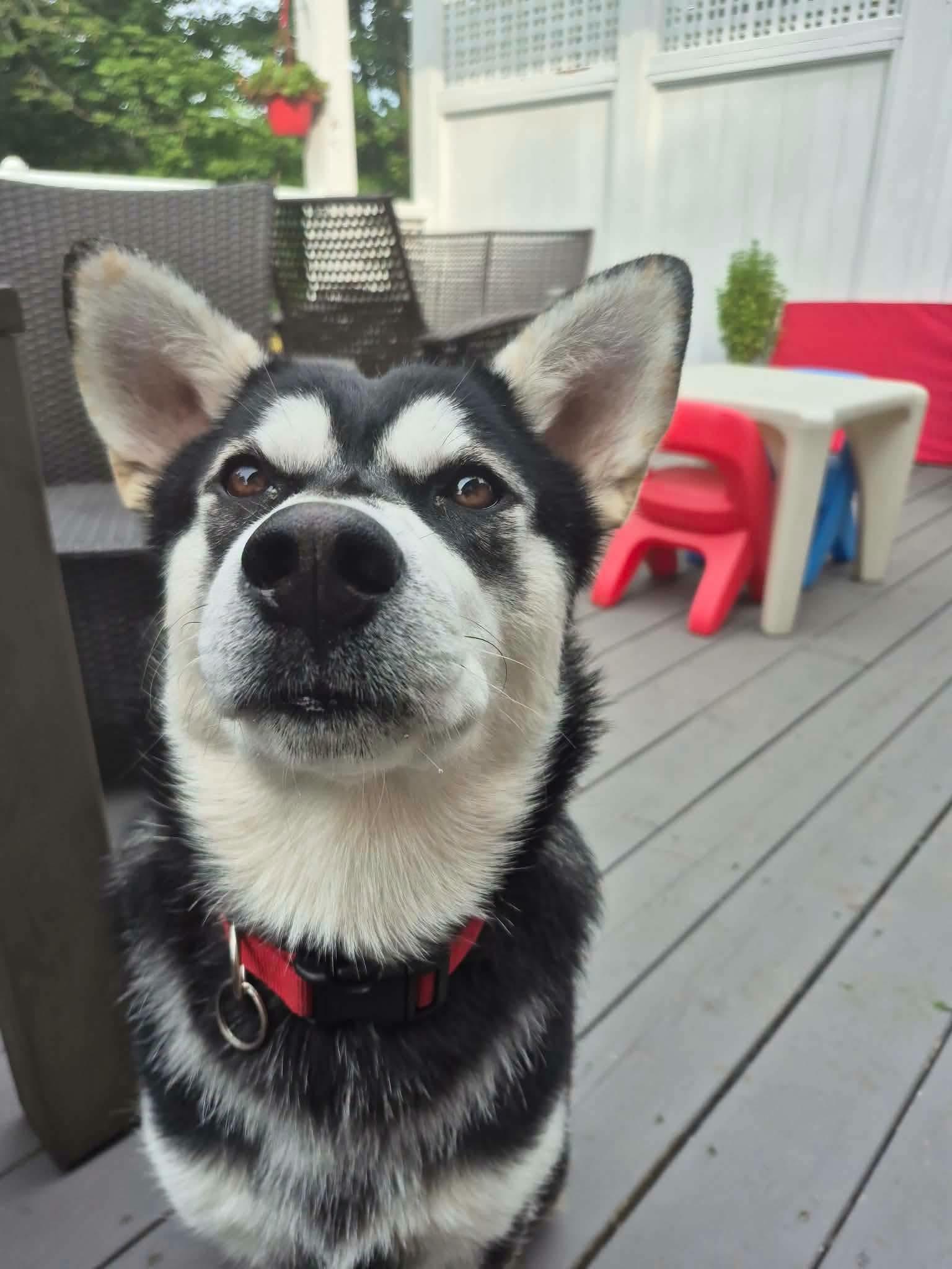 Minkin, Adoptable, Young Male Husky.