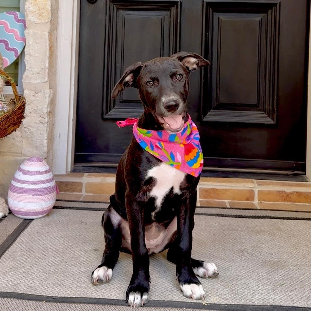 Ino, an adoptable Labrador Retriever in Williston, VT, 05495 | Photo Image 2